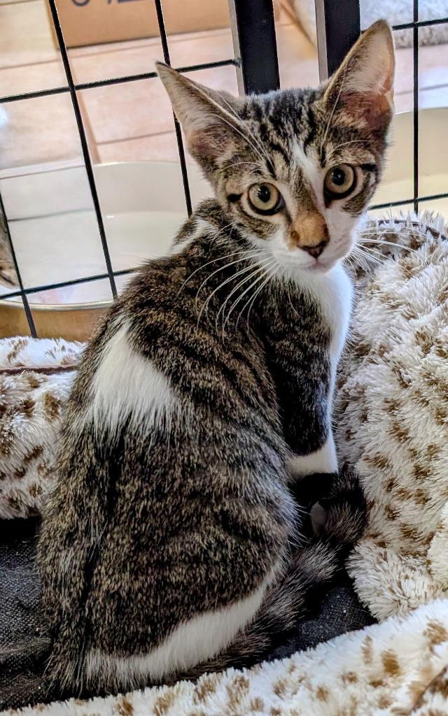 Zia, Adoptable, Young Male Domestic Short Hair.