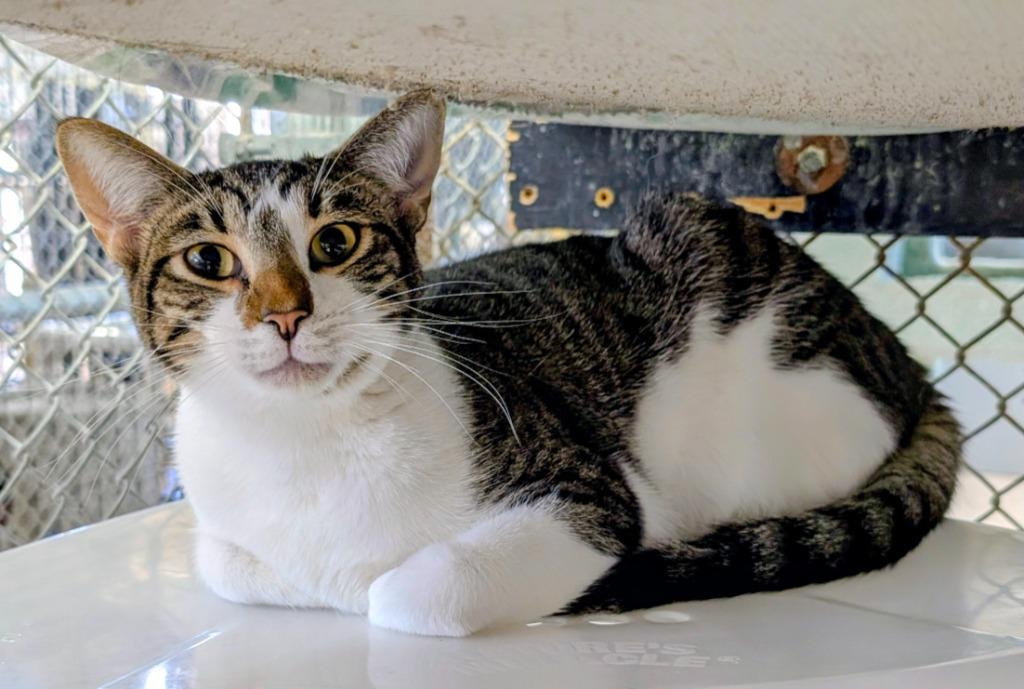 Zia, a Adoptable mixed breed in Peoria, AZ image 2/6