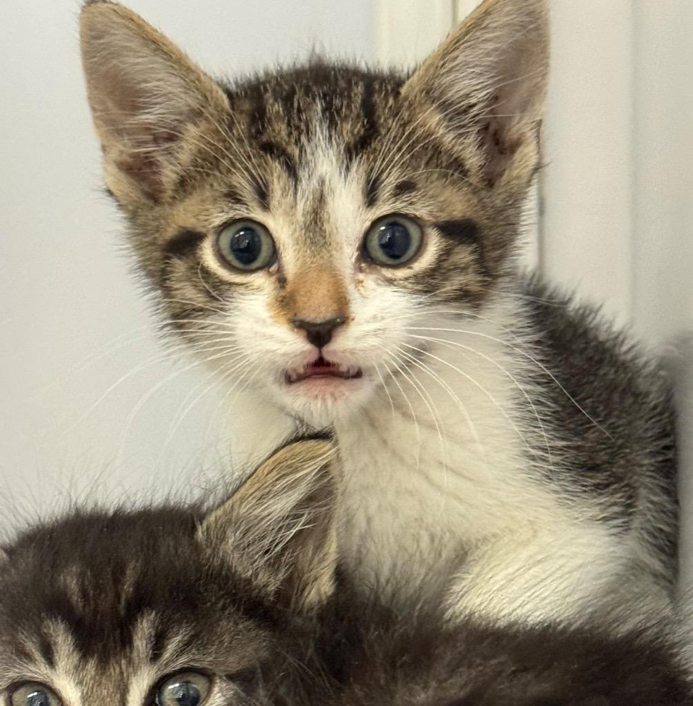 Zia, a Adoptable mixed breed in Peoria, AZ image 3/6