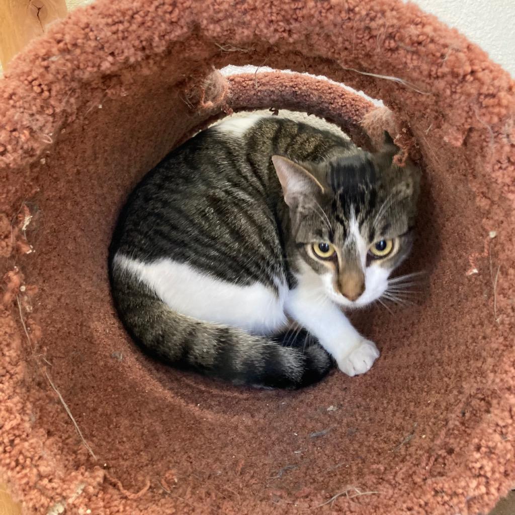 Zia, a Adoptable mixed breed in Peoria, AZ image 4/6