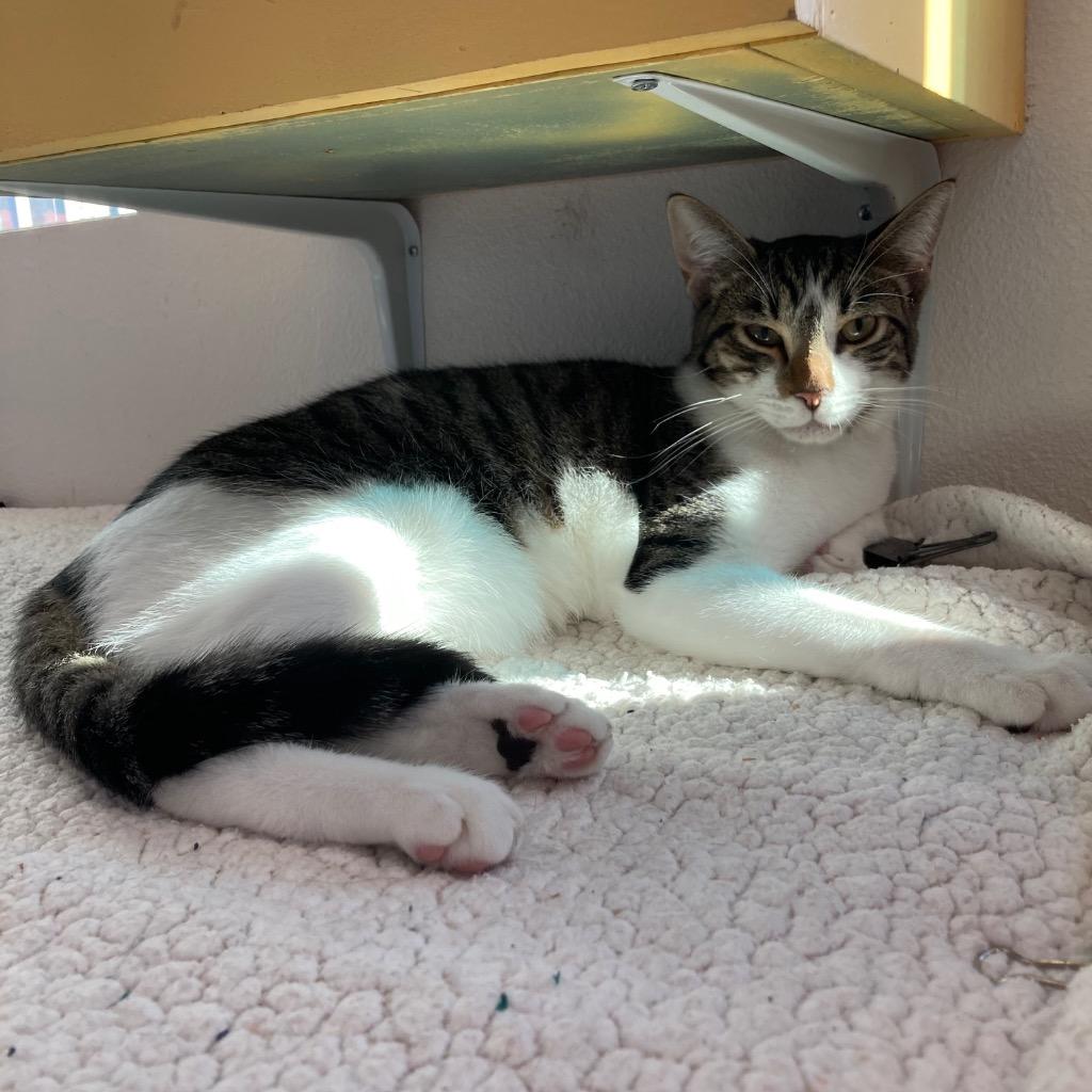 Zia, Adoptable, Young Male Domestic Short Hair.