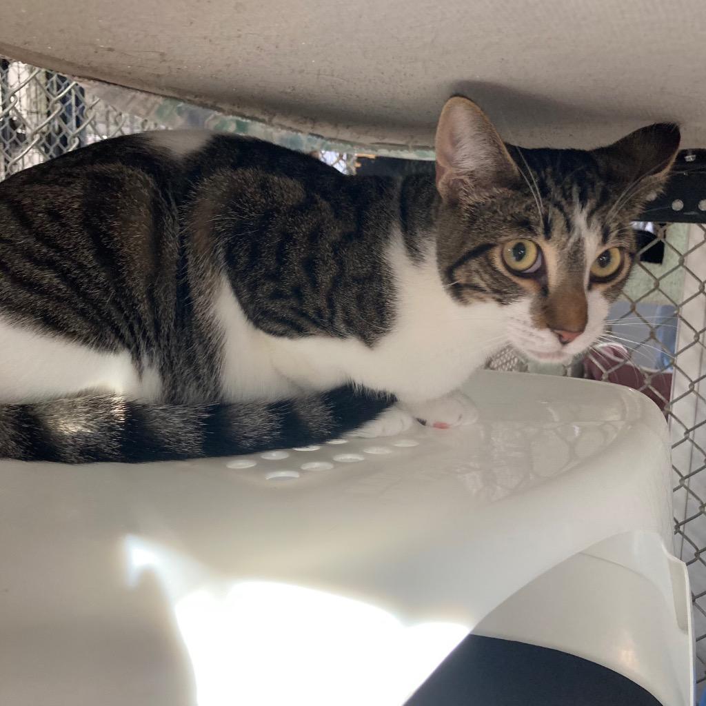 Zia, a Adoptable mixed breed in Peoria, AZ image 6/6