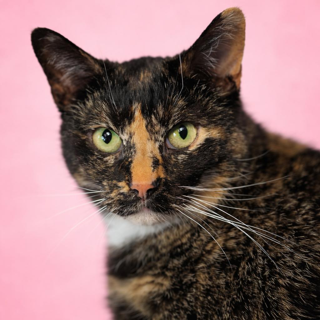 Enlarge Freckles, a Adoptable Domestic Short Hair in Mankato, MN image 2/3