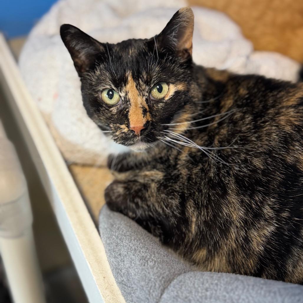 Enlarge Freckles, a Adoptable Domestic Short Hair in Mankato, MN image 3/3