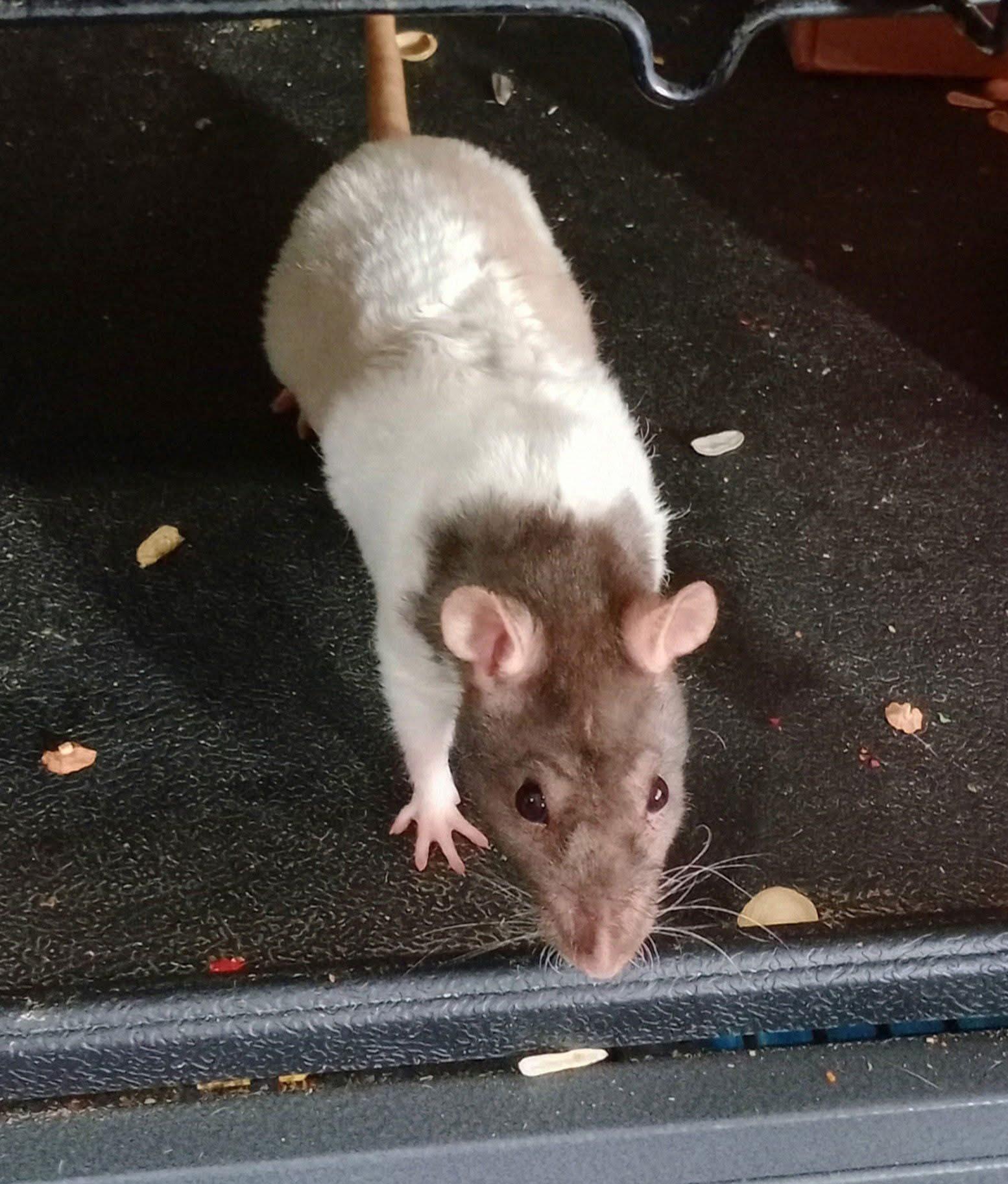 Enlarge Rat Girls, a Adoptable Rat in Omaha, NE image 1/4