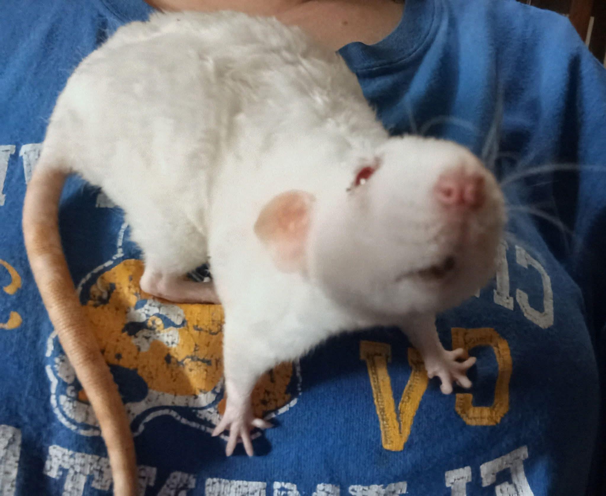 Enlarge Rat Girls, a Adoptable Rat in Omaha, NE image 4/4