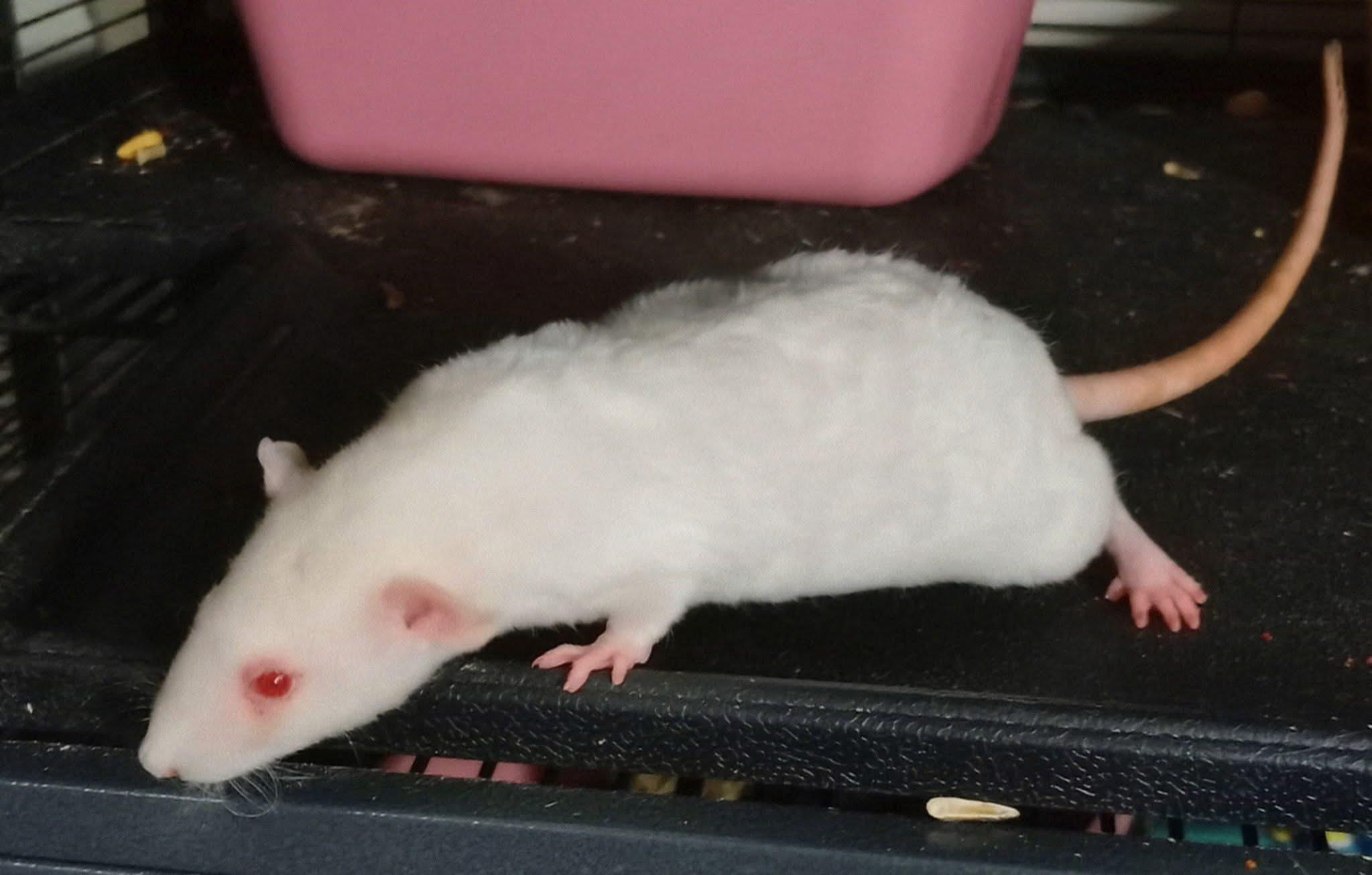 Enlarge Rat Girls, a Adoptable Rat in Omaha, NE image 3/4