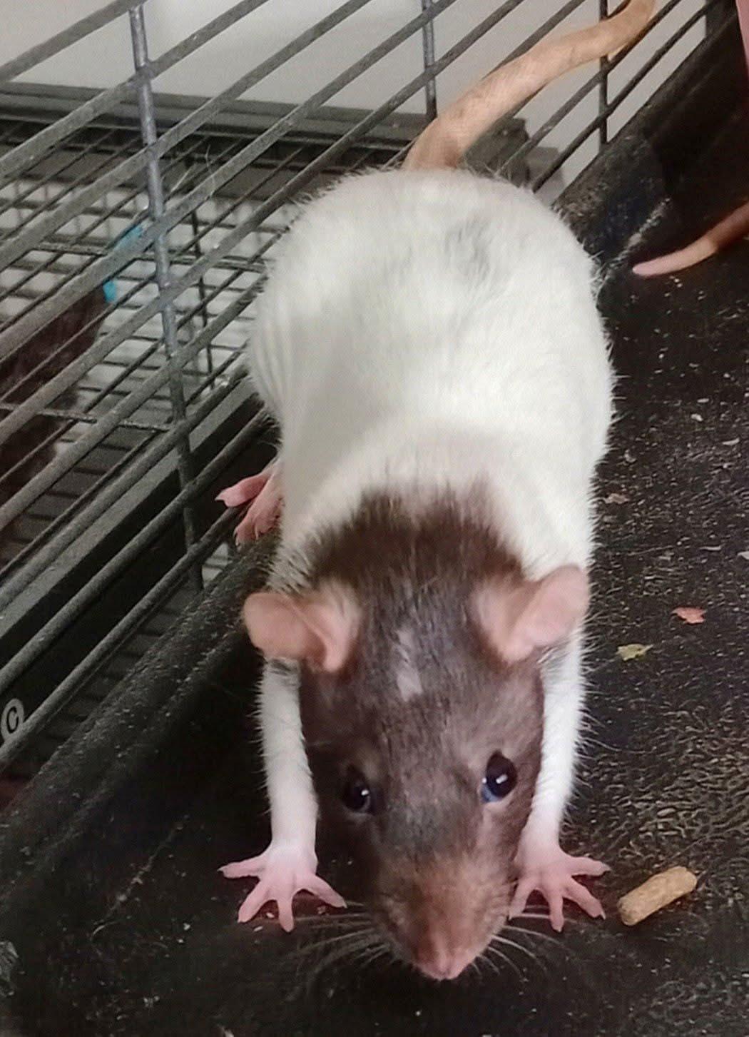 Enlarge Rat Girls, a Adoptable Rat in Omaha, NE image 2/4