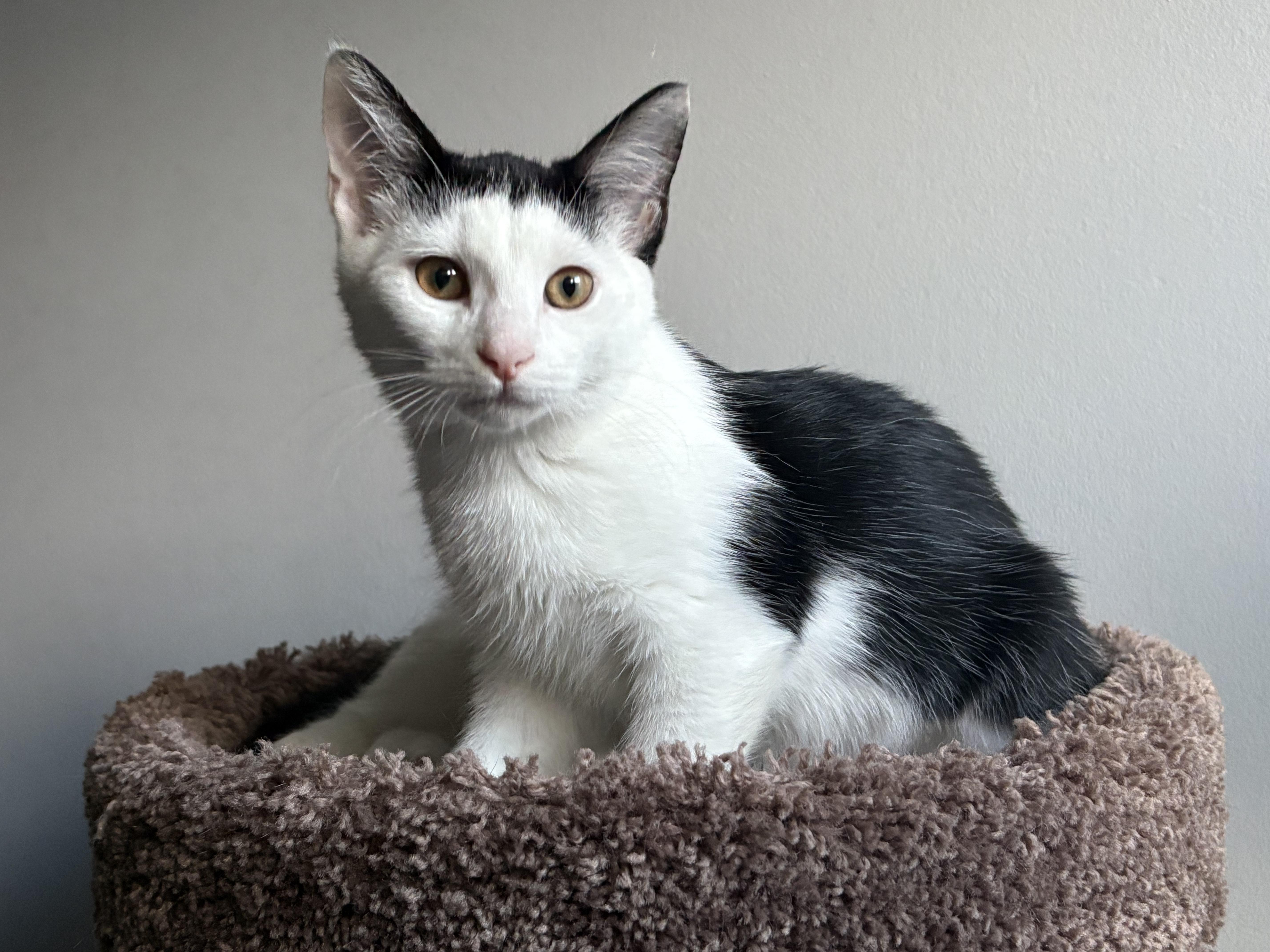 Trixie *MUST BE ADOPTED WITH CURLY*, Adoptable, Young Female Domestic Short Hair.