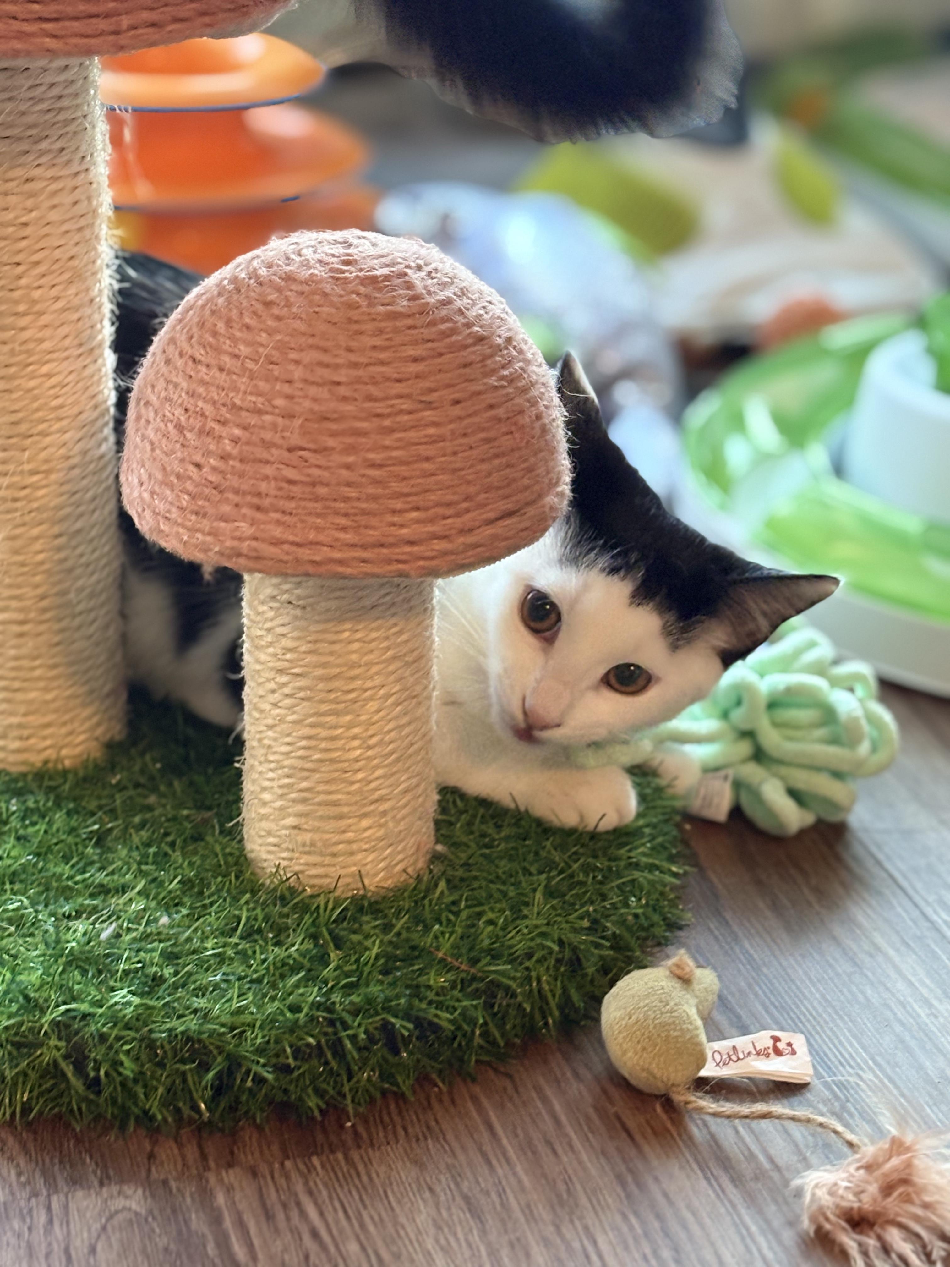 Enlarge Trixie *MUST BE ADOPTED WITH CURLY*, a Adoptable Domestic Short Hair in Toronto, ON image 4/6