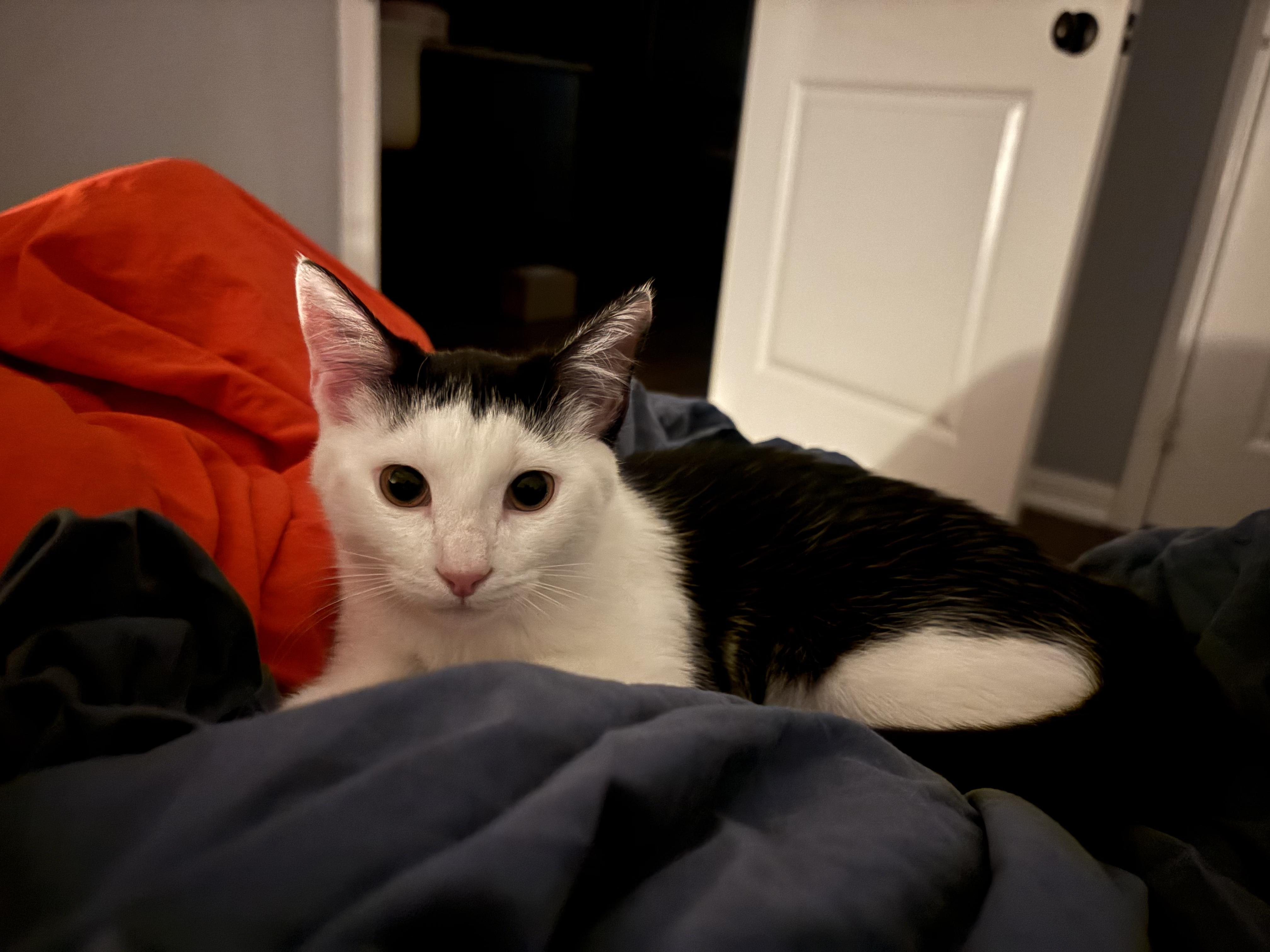 Enlarge Trixie *MUST BE ADOPTED WITH CURLY*, a Adoptable Domestic Short Hair in Toronto, ON image 5/6