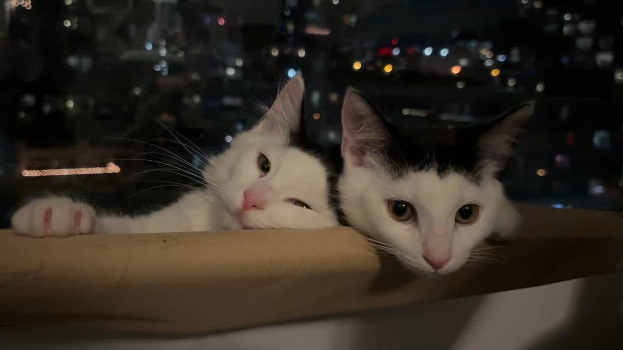 Enlarge Trixie *MUST BE ADOPTED WITH CURLY*, a Adoptable Domestic Short Hair in Toronto, ON video 6/6