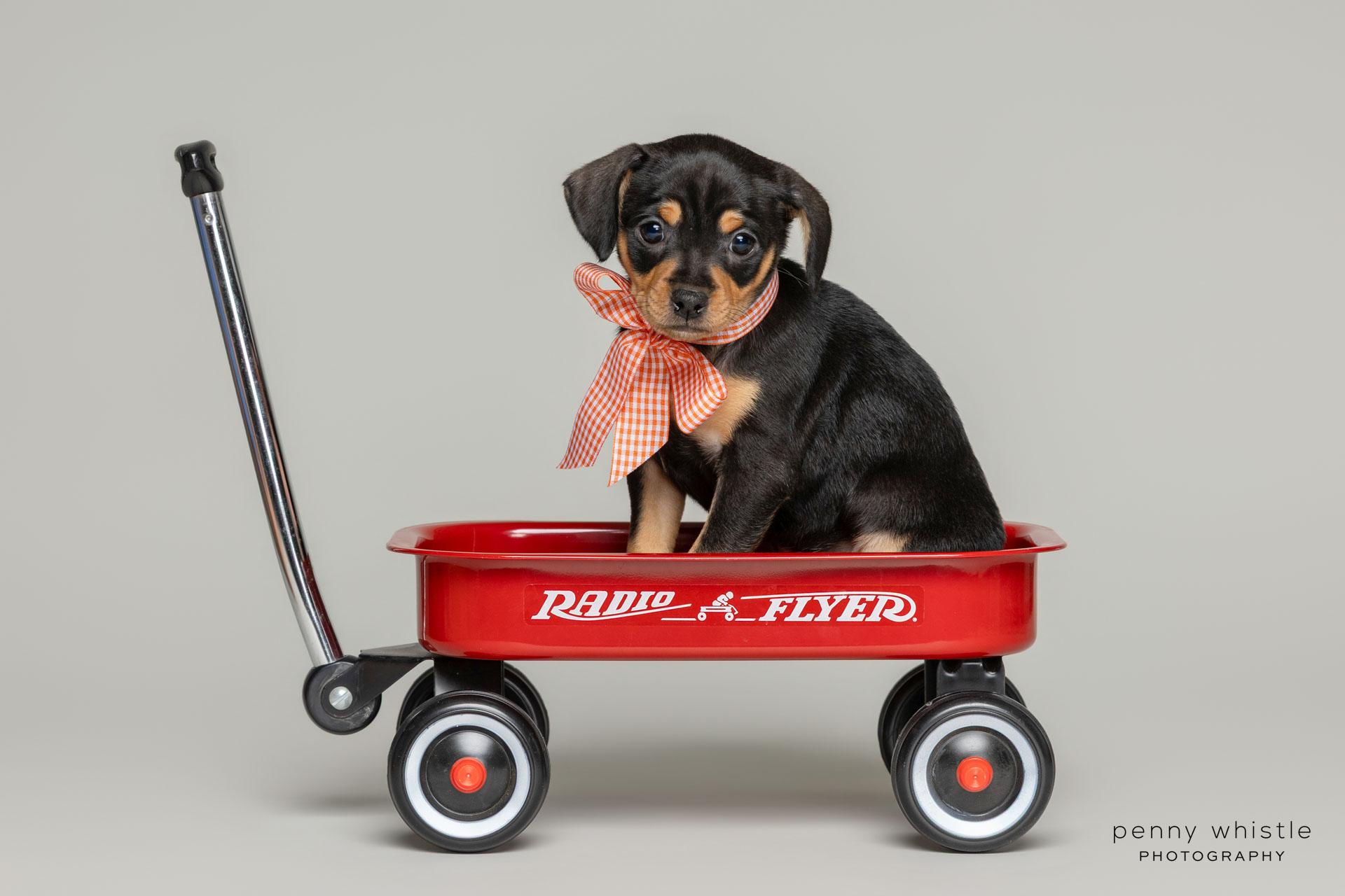 Whitney, a Adoptable mixed breed in Coppell, TX image 5/6