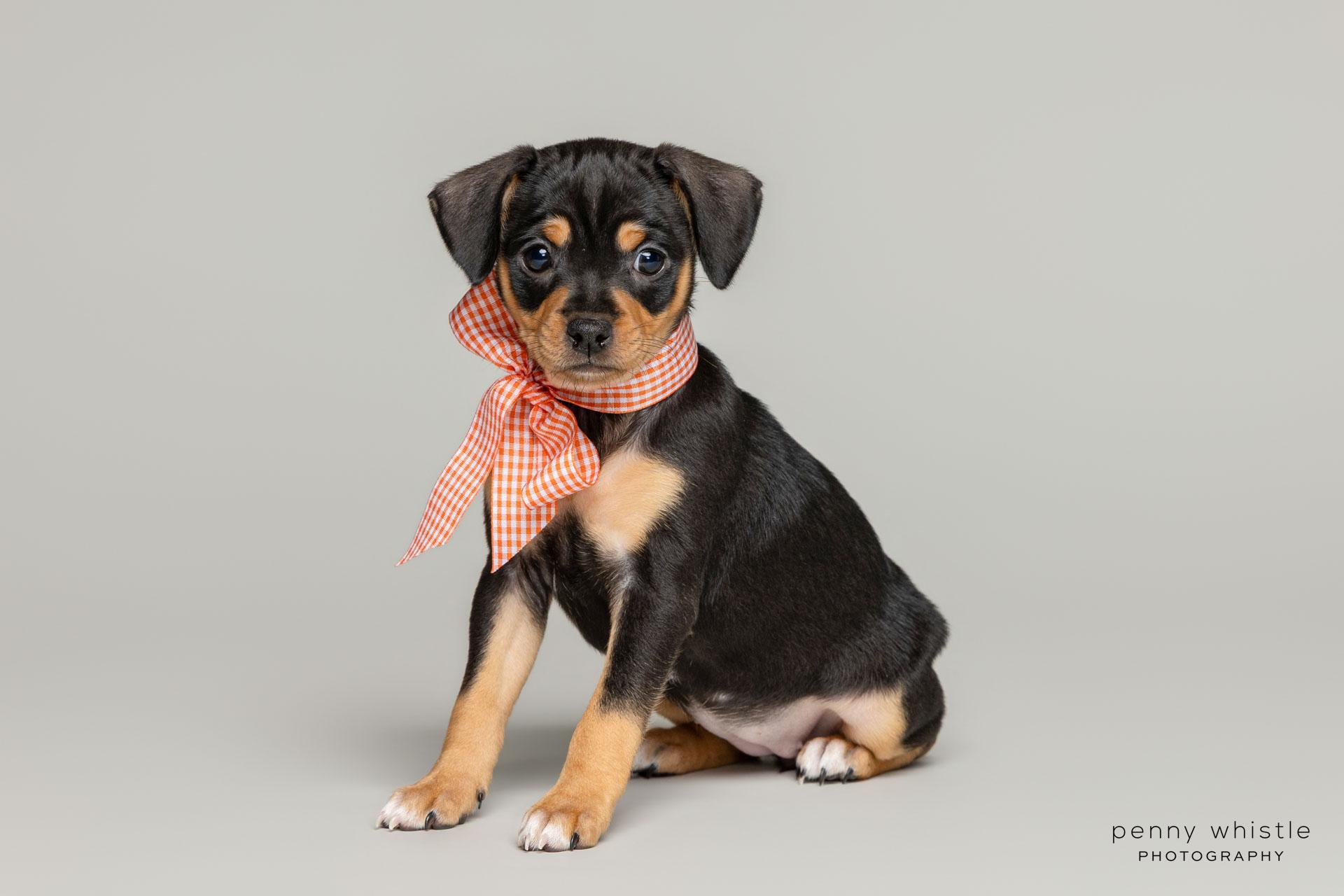 Whitney, a Adoptable mixed breed in Coppell, TX image 3/6