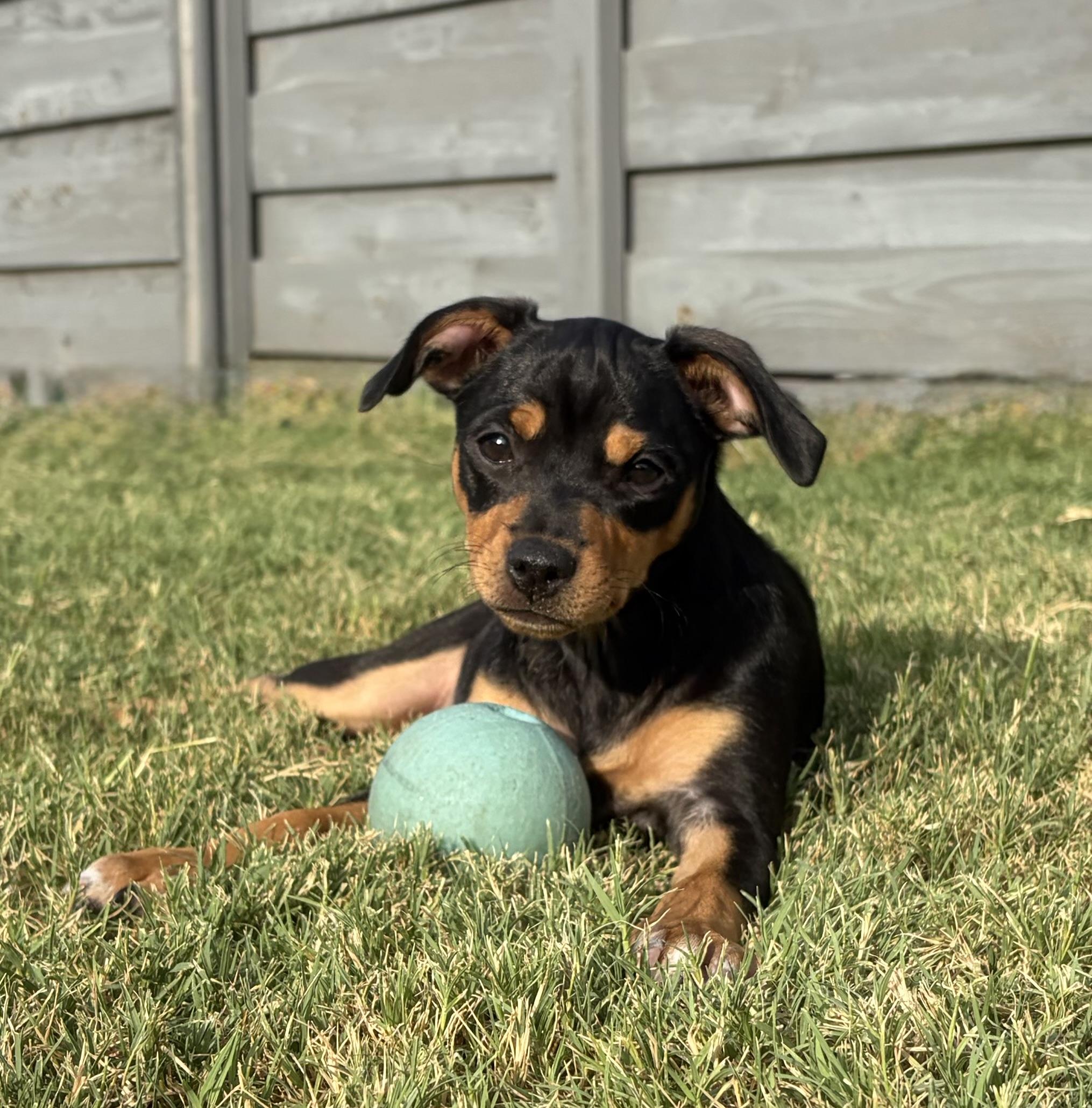 Whitney, a Adoptable mixed breed in Coppell, TX image 2/6