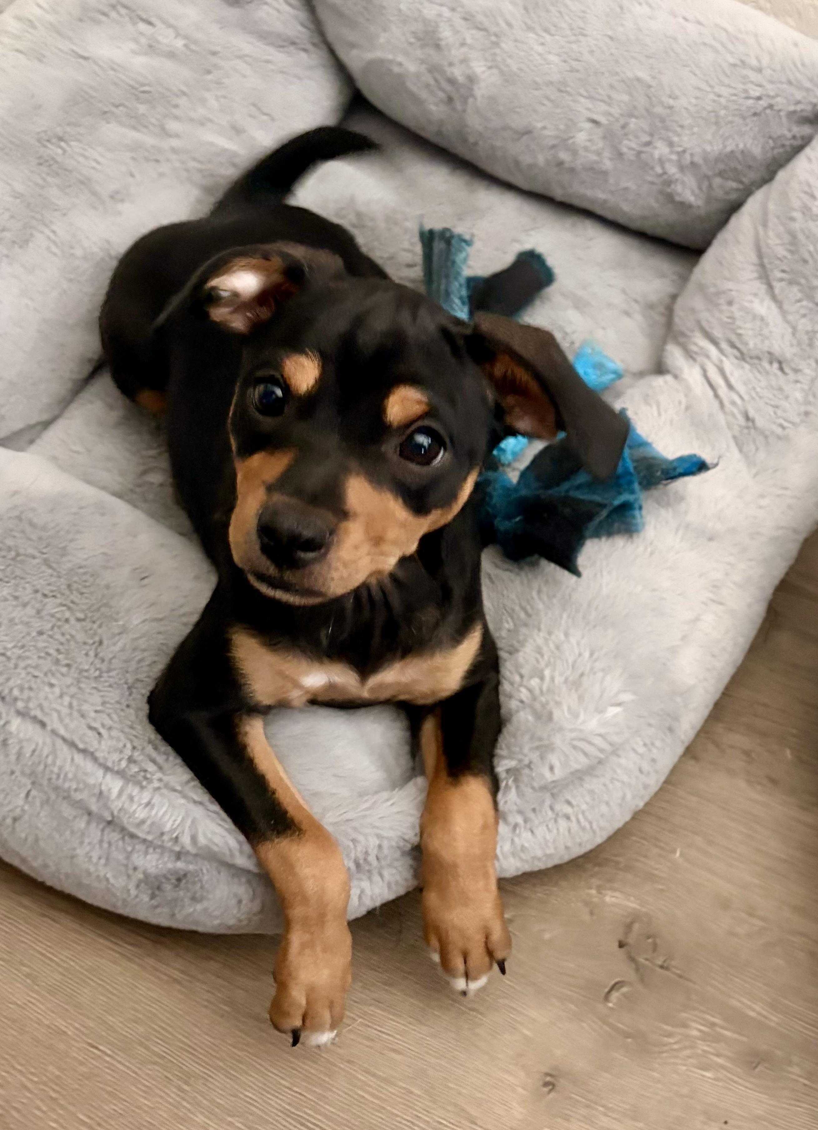Whitney, Adoptable, Puppy Female Terrier.