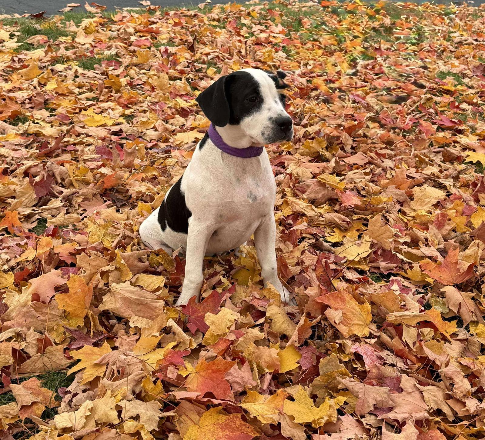 Enlarge TIMELESS, a Adoptable mixed breed in Pomfret Center, CT image 1/3
