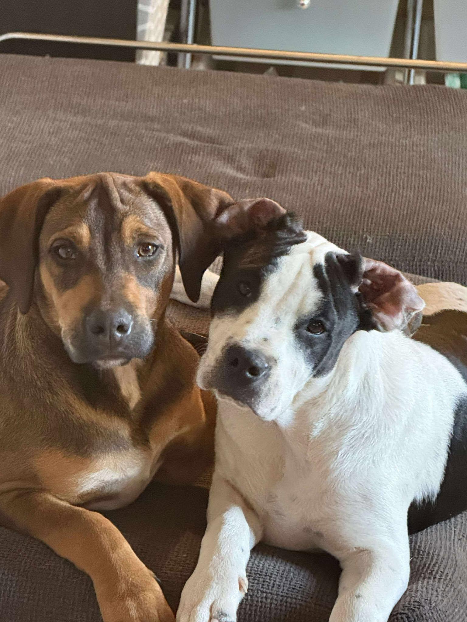 Enlarge TIMELESS, a Adoptable mixed breed in Pomfret Center, CT image 2/3