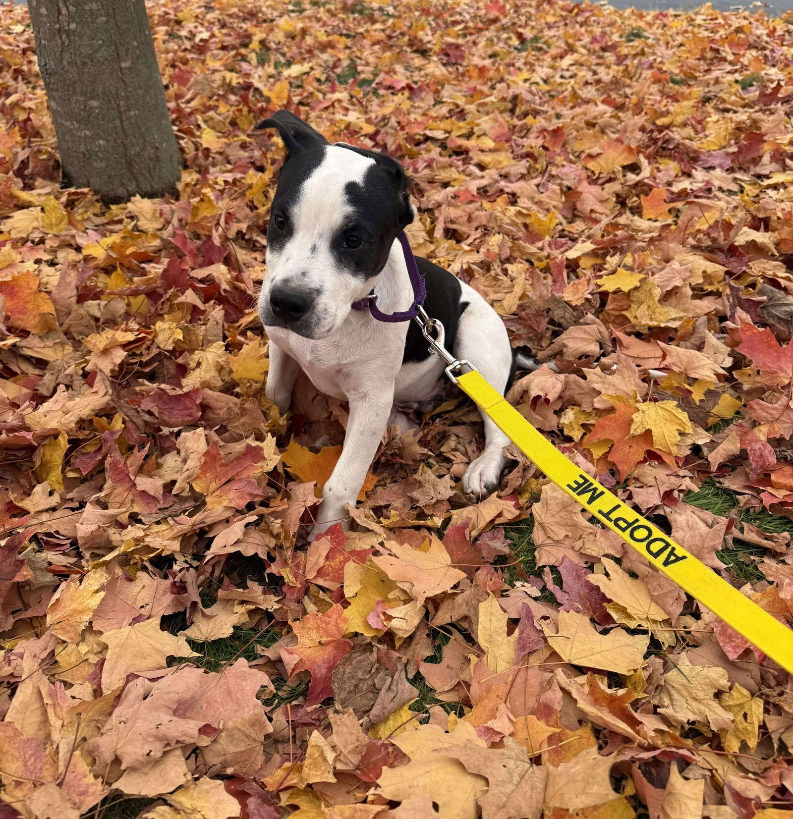Enlarge TIMELESS, a Adoptable mixed breed in Pomfret Center, CT image 3/3