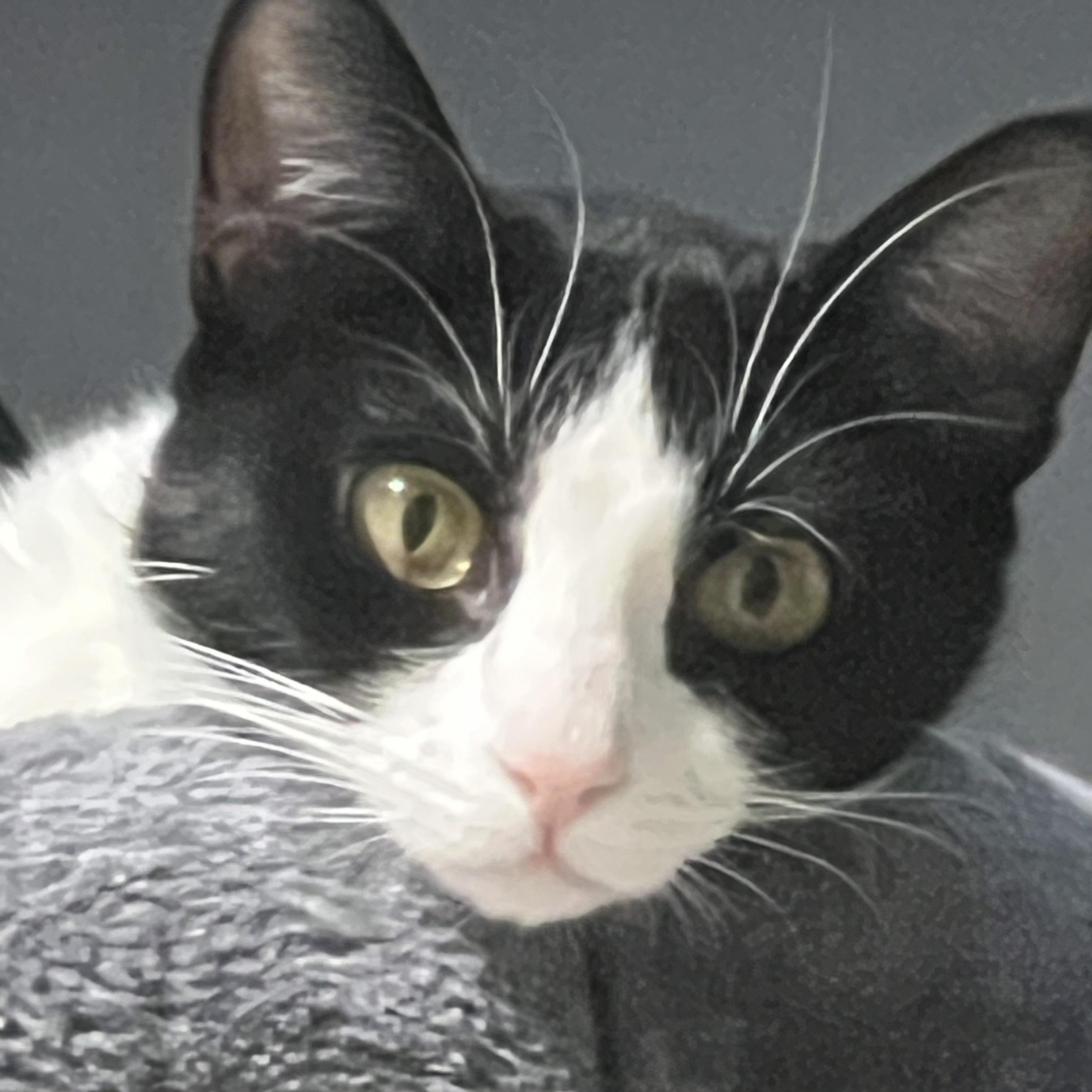 Heidi, a ADOPTABLE Tuxedo in Wanaque, NJ image 1/6