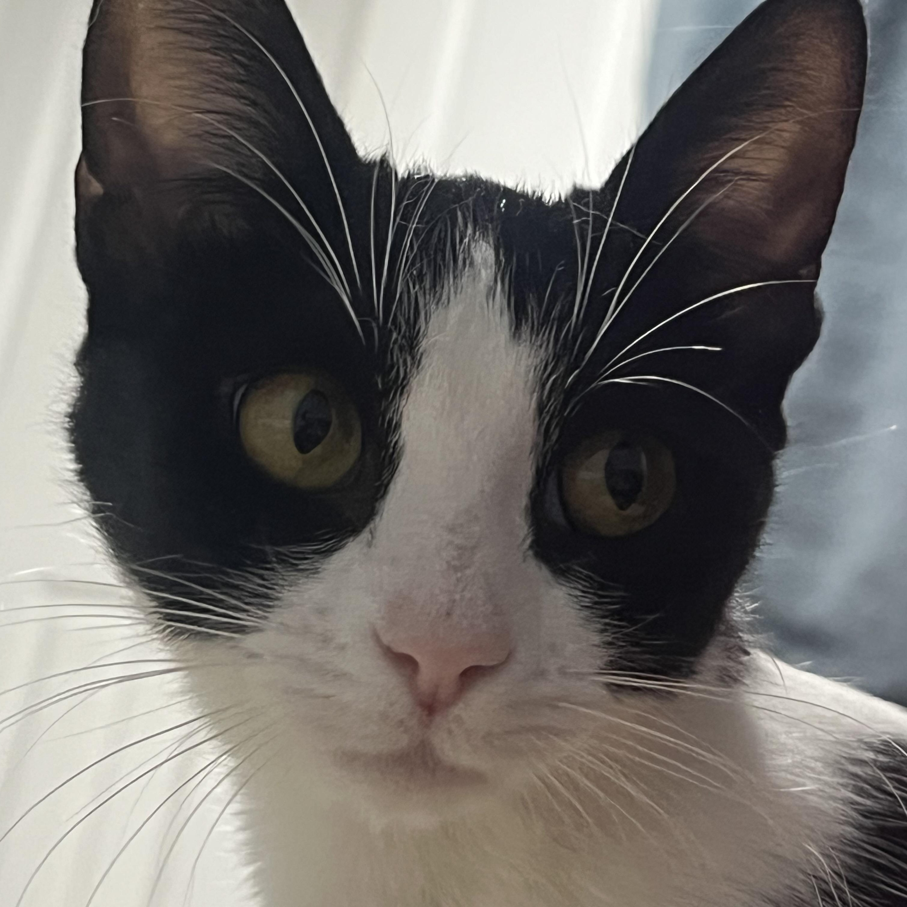 Heidi, a ADOPTABLE Tuxedo in Wanaque, NJ image 4/6