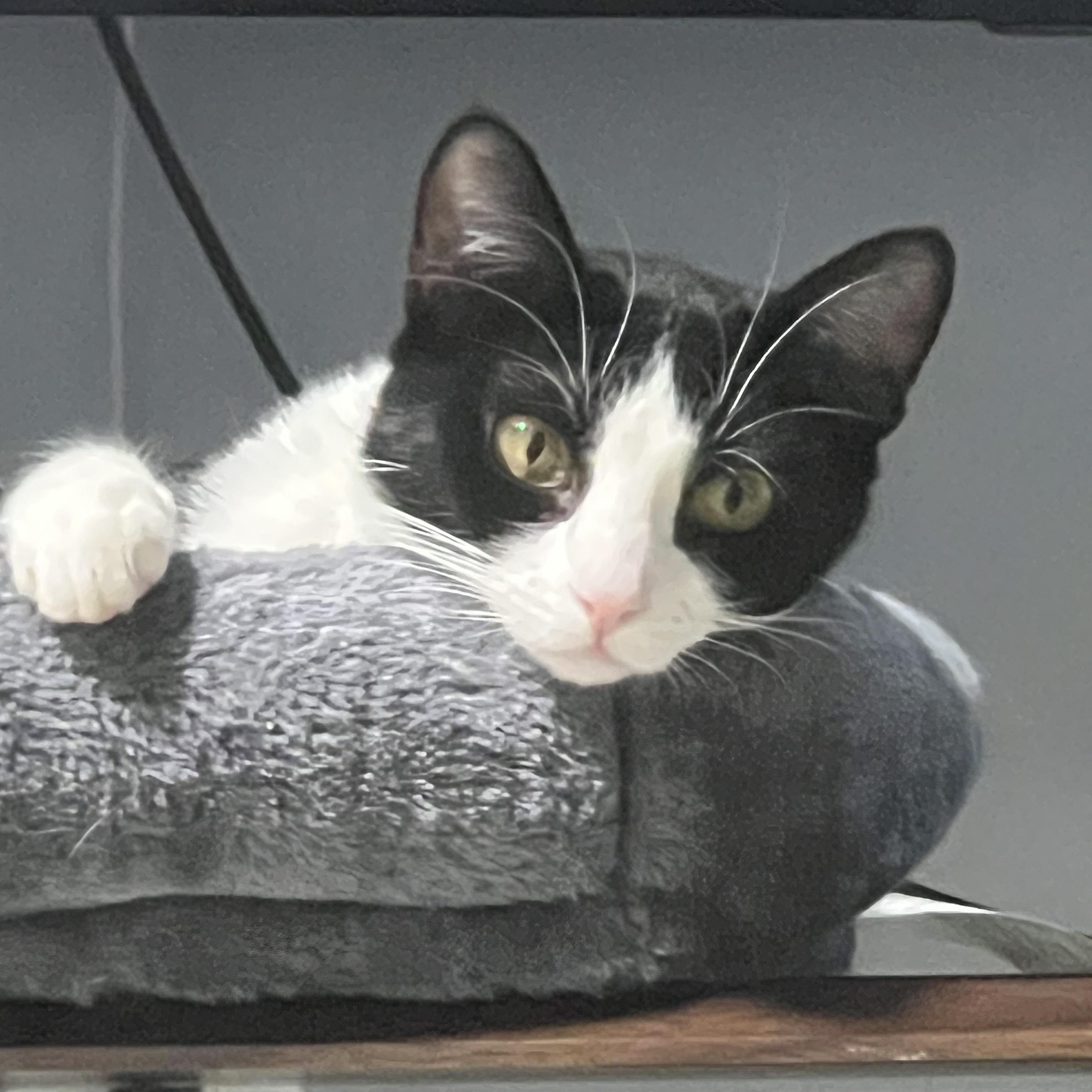 Heidi, a ADOPTABLE Tuxedo in Wanaque, NJ image 2/6
