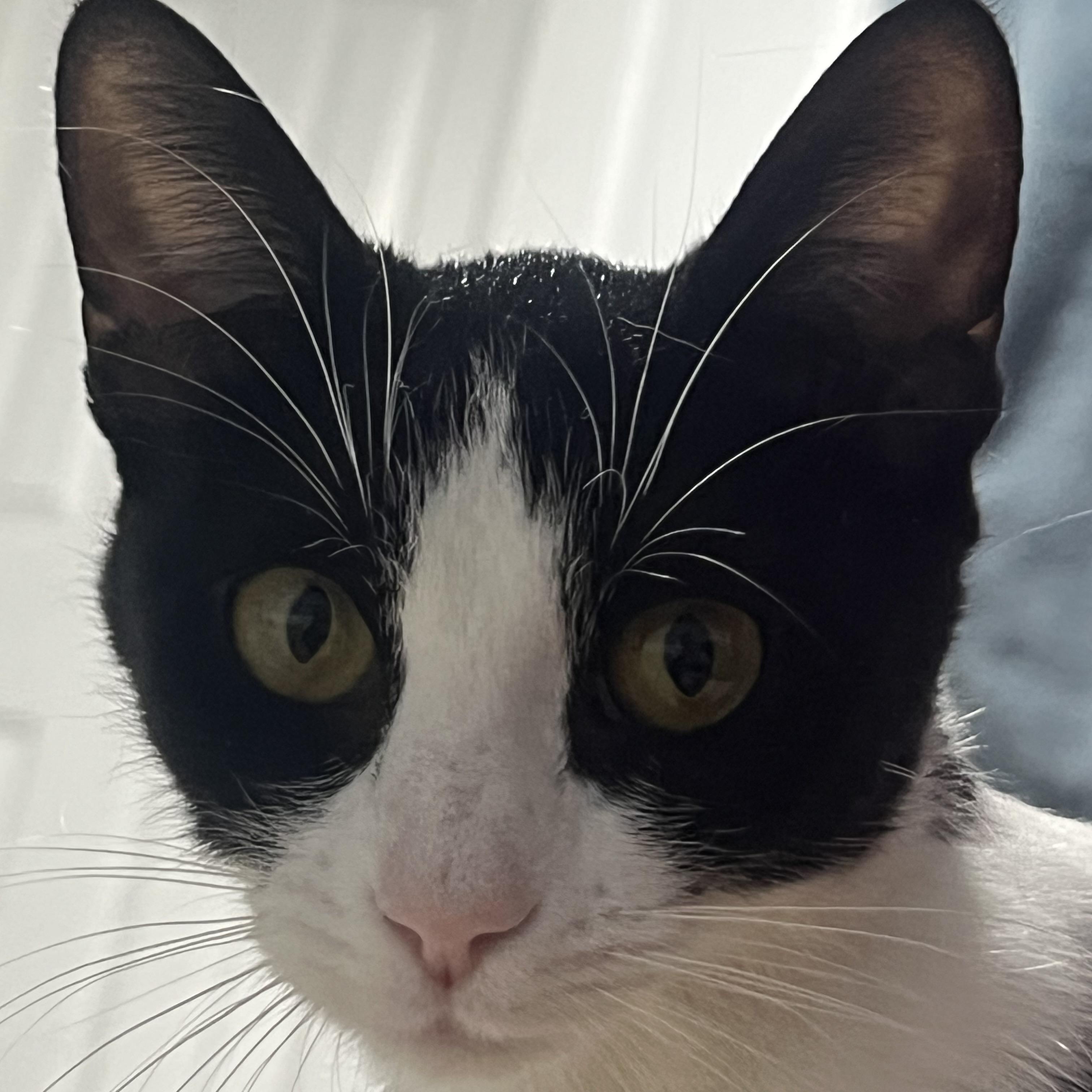 Heidi, a ADOPTABLE Tuxedo in Wanaque, NJ image 5/6