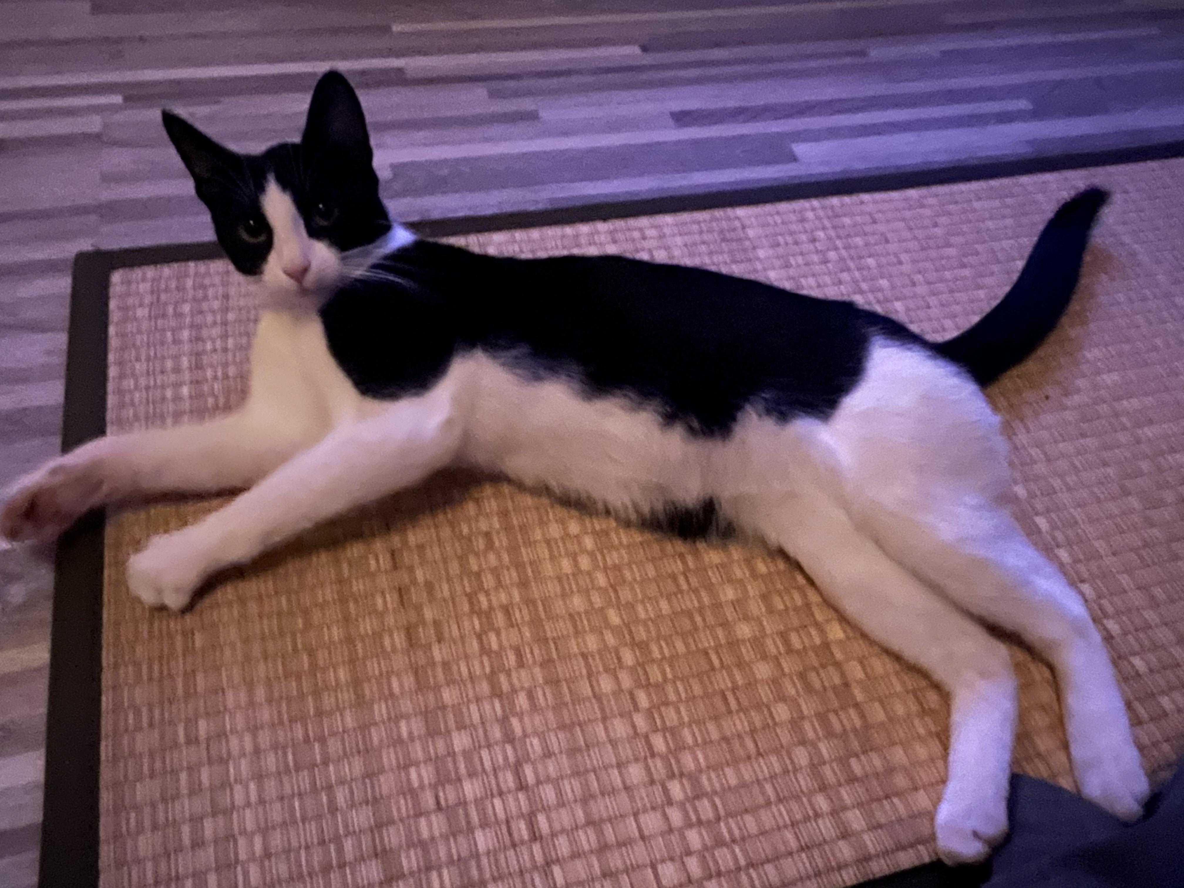 Heidi, a ADOPTABLE Tuxedo in Wanaque, NJ image 3/6