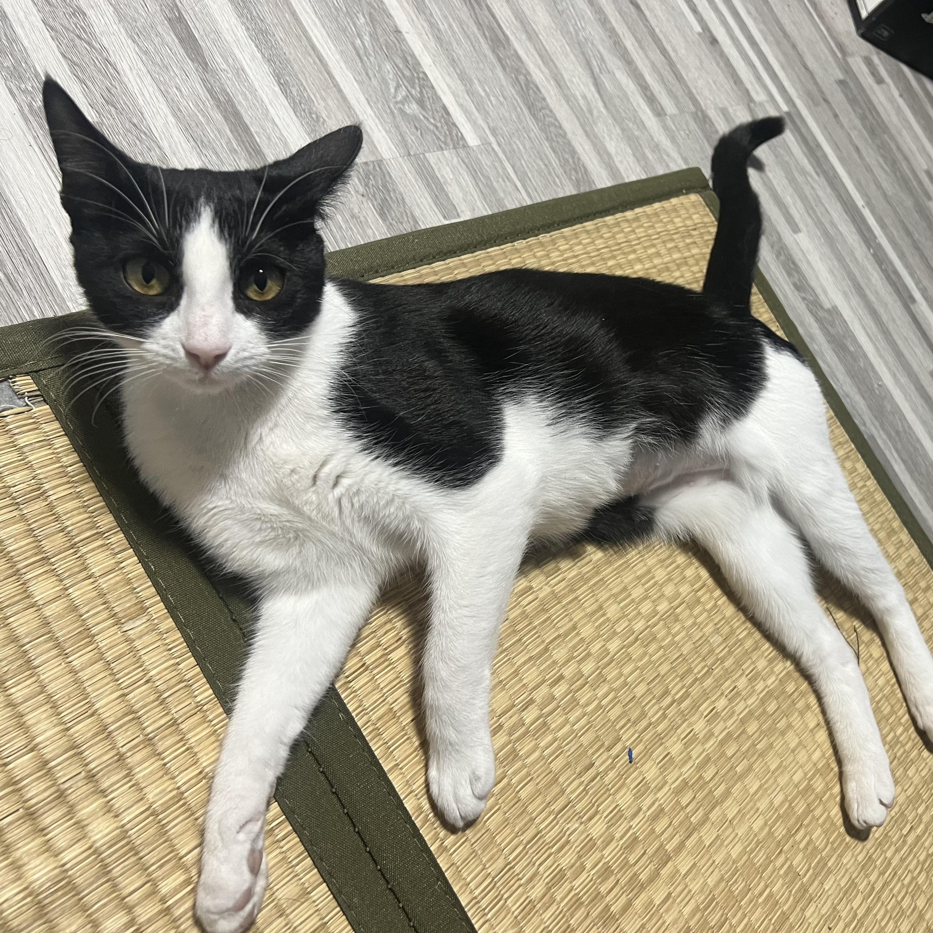 Heidi, a ADOPTABLE Tuxedo in Wanaque, NJ image 6/6