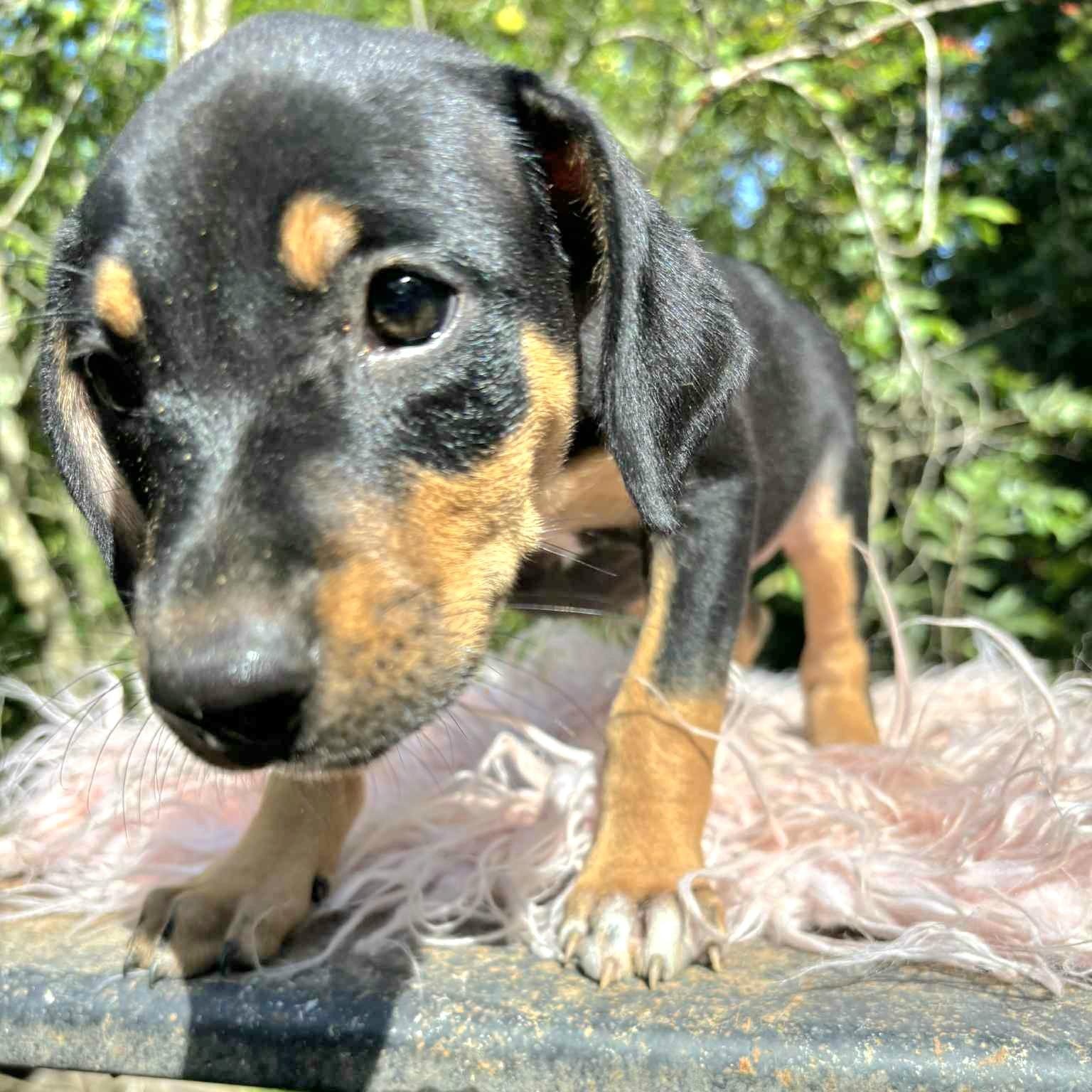 Keke "the Ultimate Cuddler!"