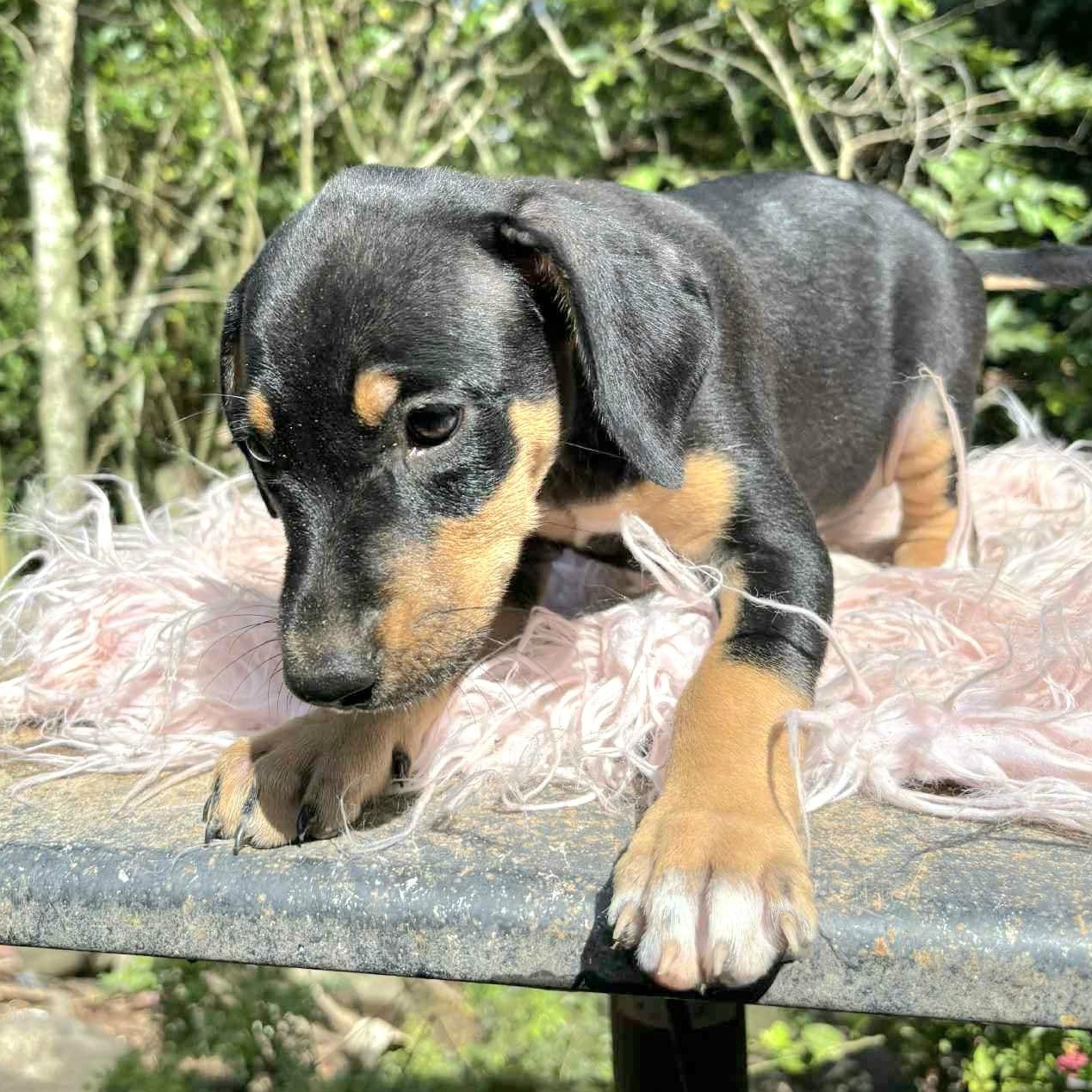 Keke "the Ultimate Cuddler!" thumbnail 2