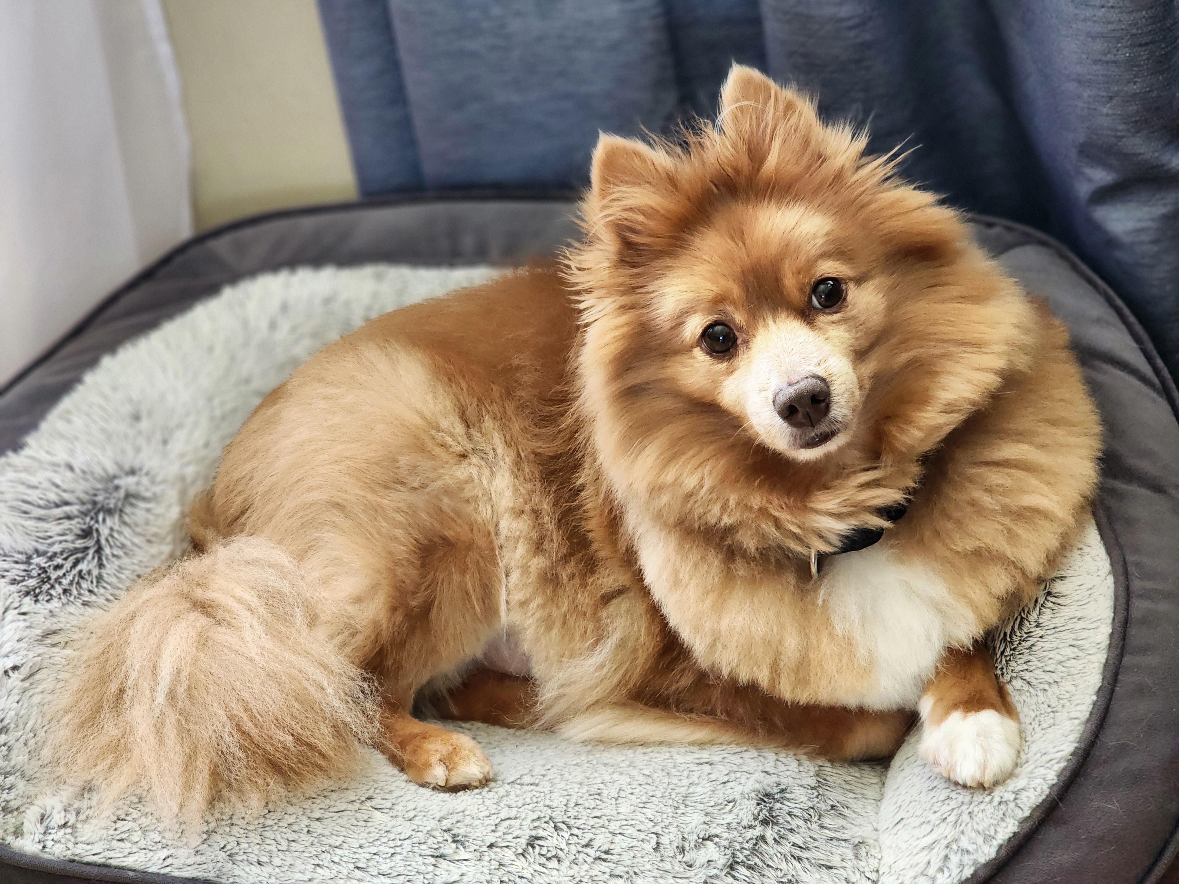 Bingo, a ADOPTABLE Pomeranian in Lisbon, IA image 2/4