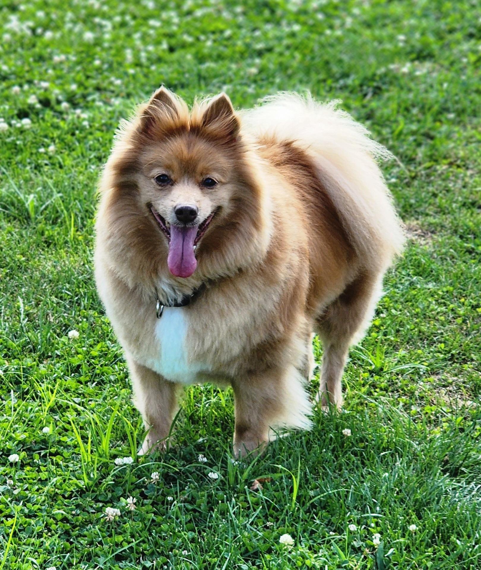 Bingo, a ADOPTABLE Pomeranian in Lisbon, IA image 1/4