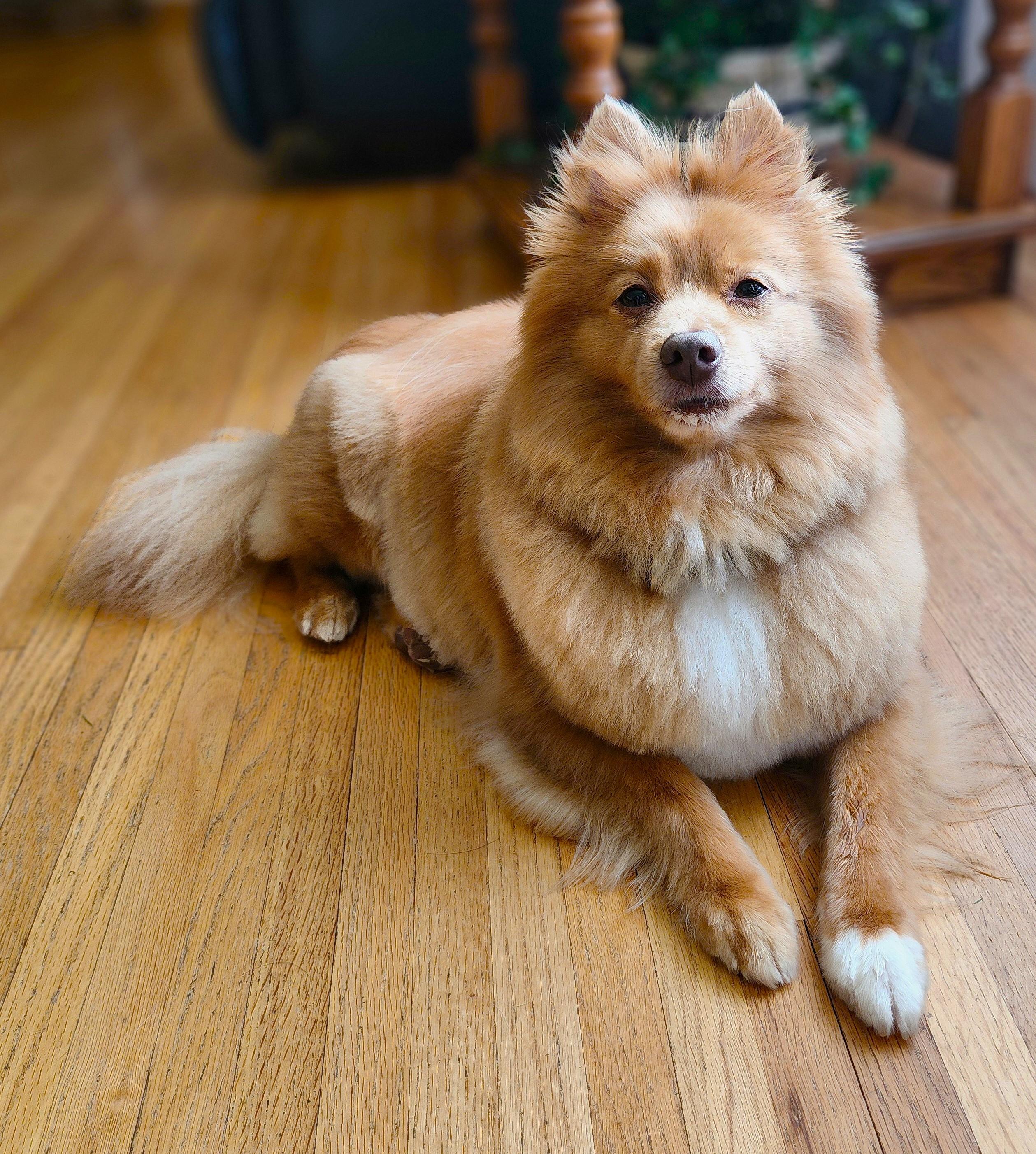 Bingo, a ADOPTABLE Pomeranian in Lisbon, IA image 4/4
