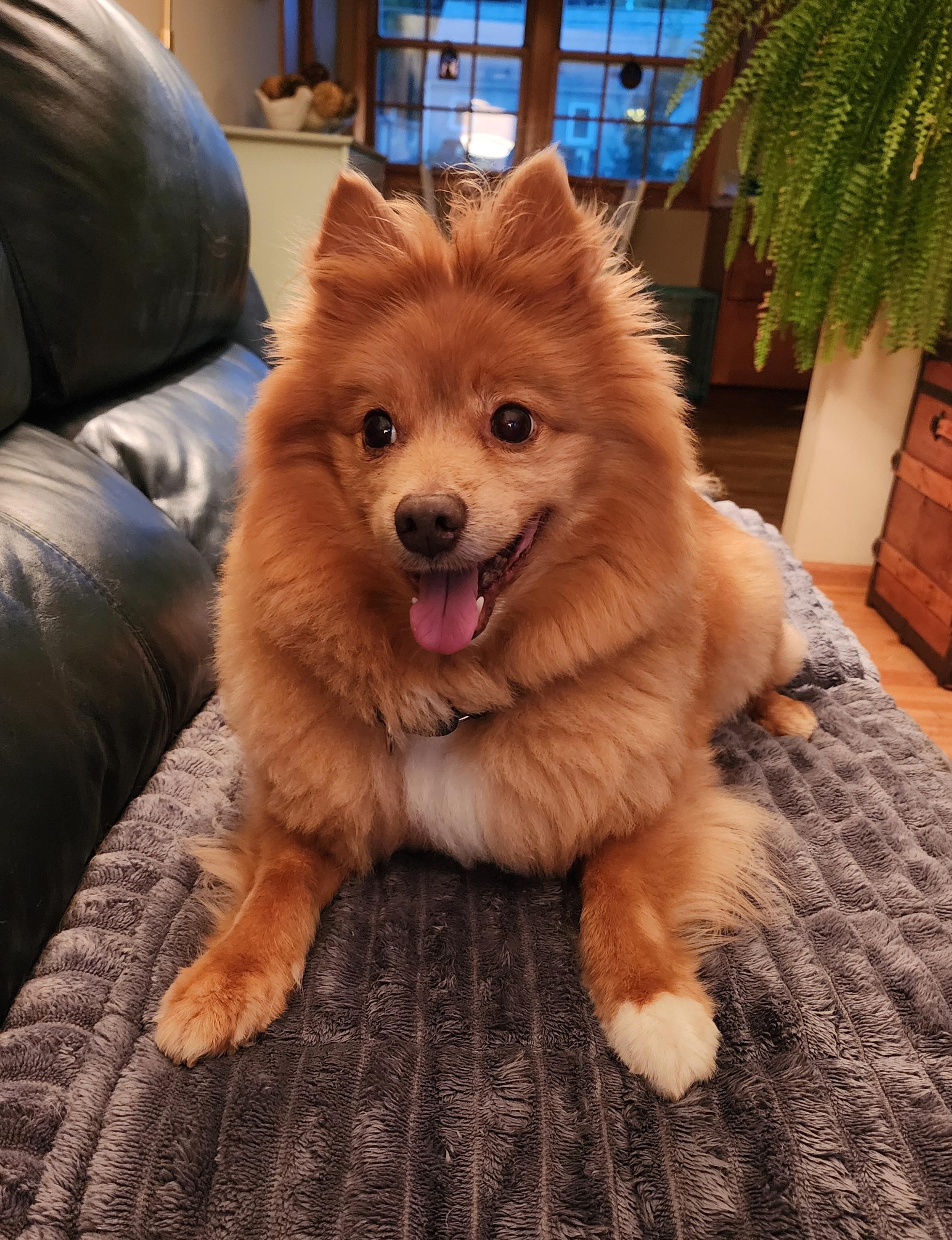 Bingo, a ADOPTABLE Pomeranian in Lisbon, IA image 3/4