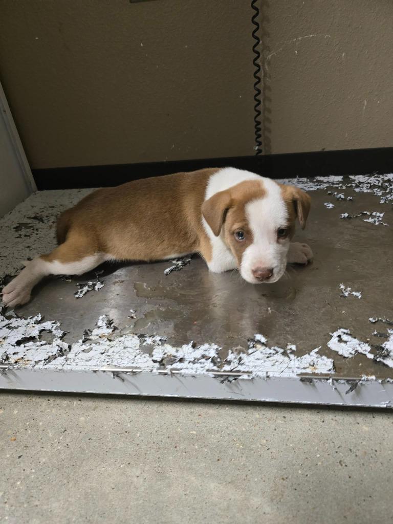 Nova, Adoptable, Puppy Female Labrador Retriever.