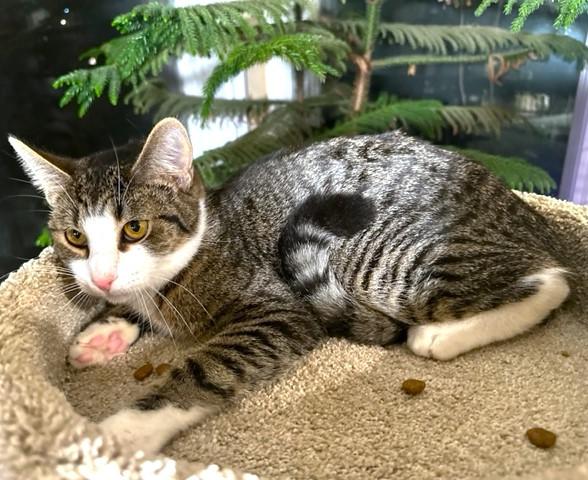 Enlarge TANGY - TERRIFIC TIGER!, a Adoptable mixed breed in Danbury, CT image 4/6