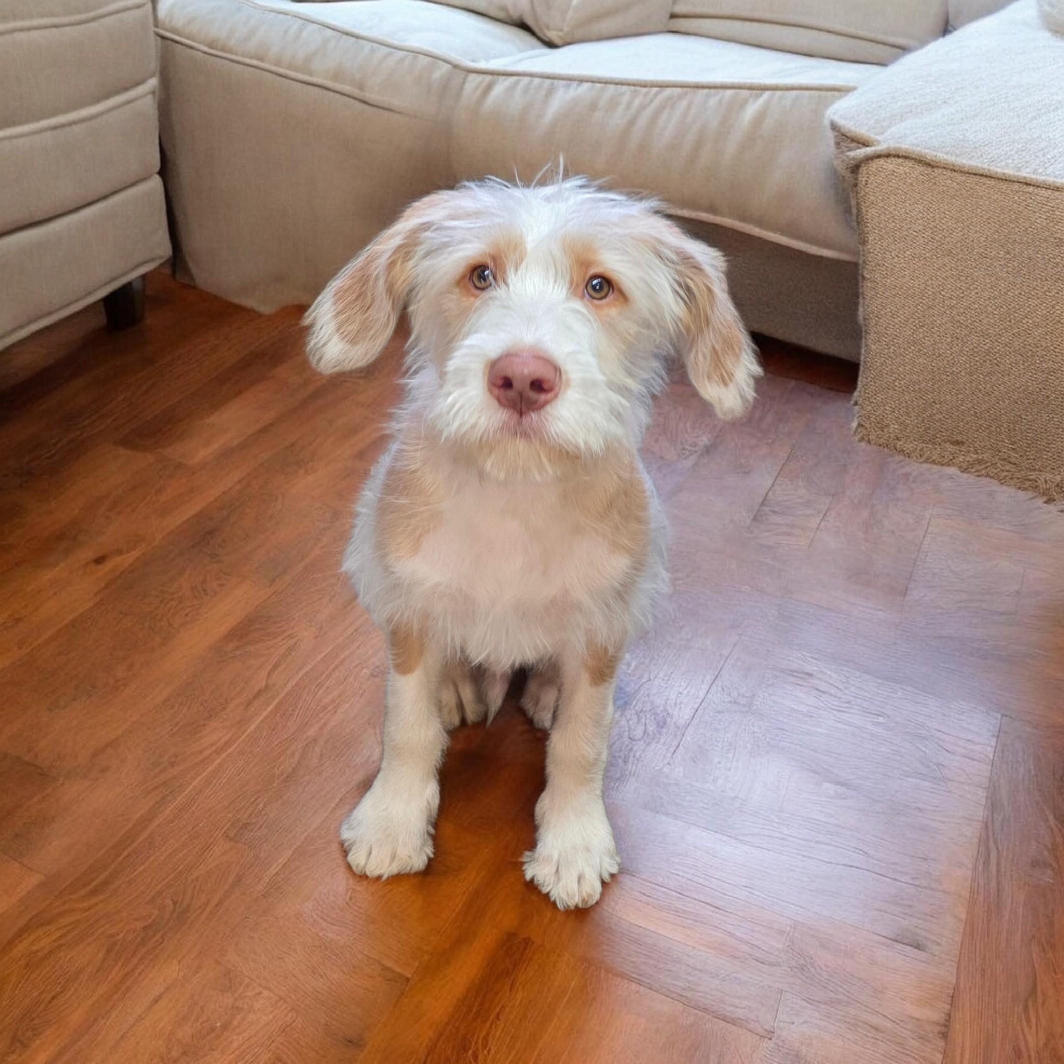 Enlarge Kirby - PENDING!, an adopted Goldendoodle in Dallas, GA image 1/1