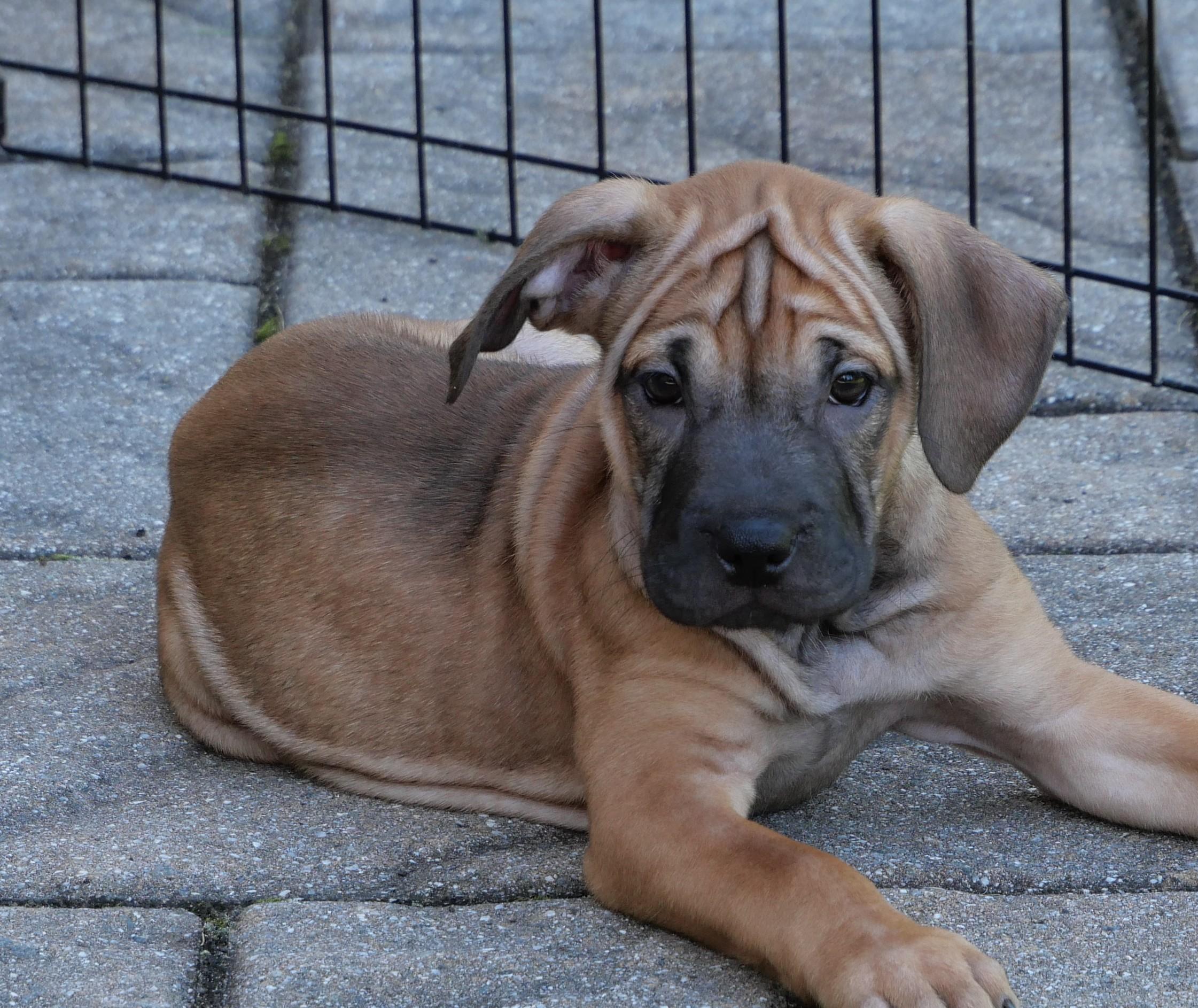 Autumn, Adoptable, Puppy Female Mixed Breed.