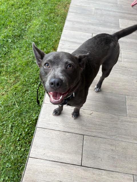 Cookie, Adoptable, Adult Female Australian Cattle Dog / Blue Heeler & Pit Bull Terrier.