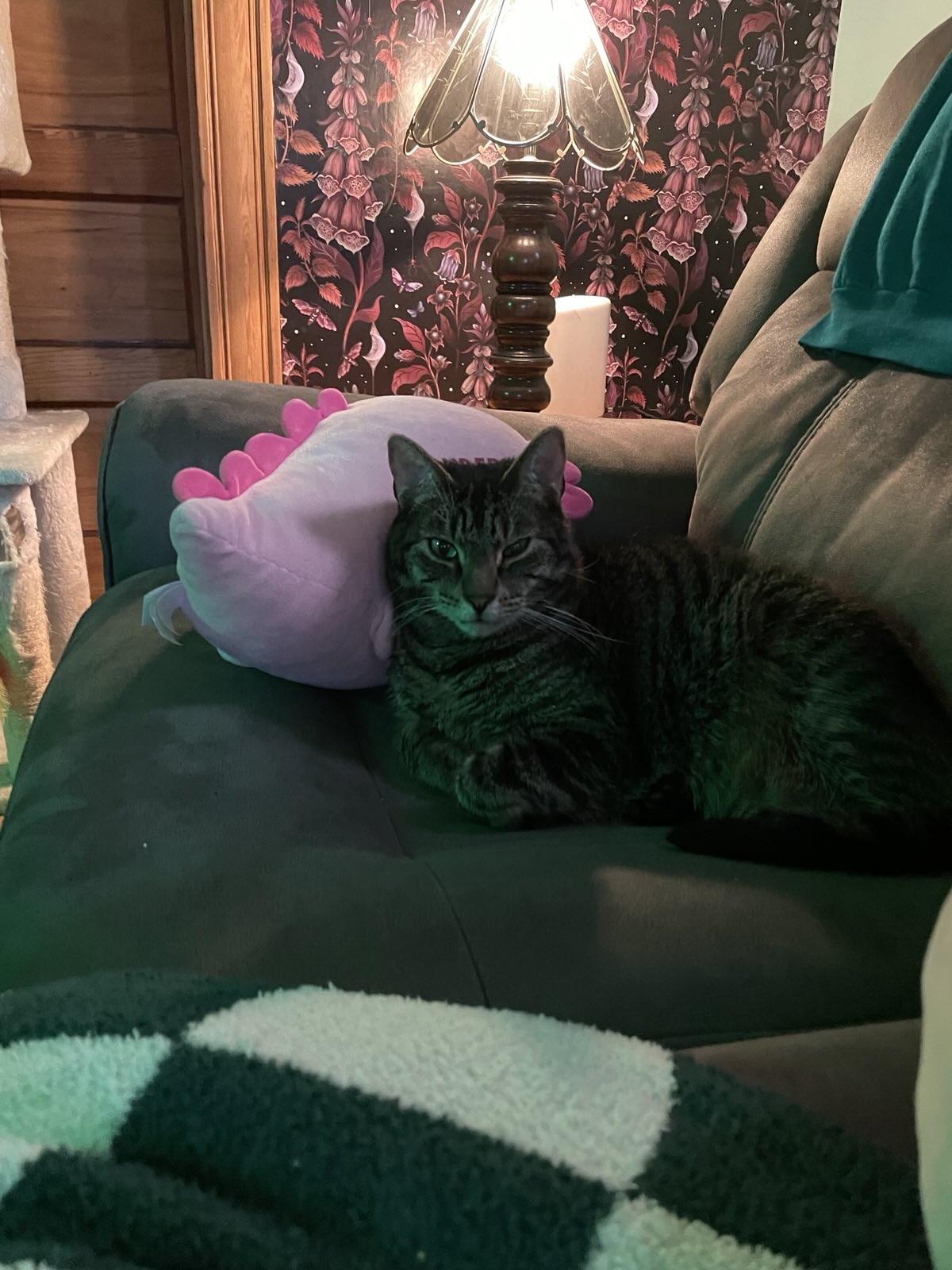Mr. Lily