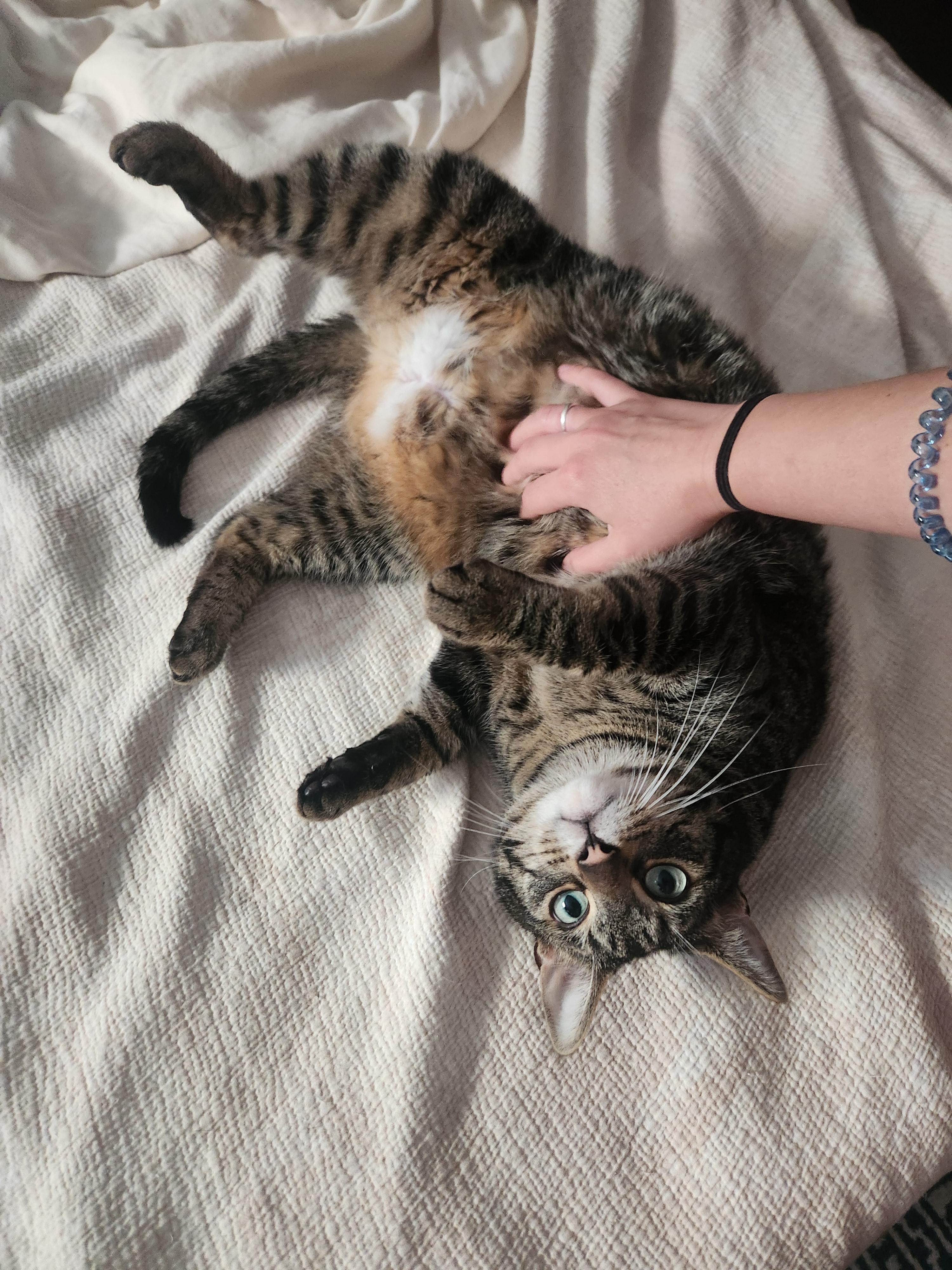 Mr. Lily