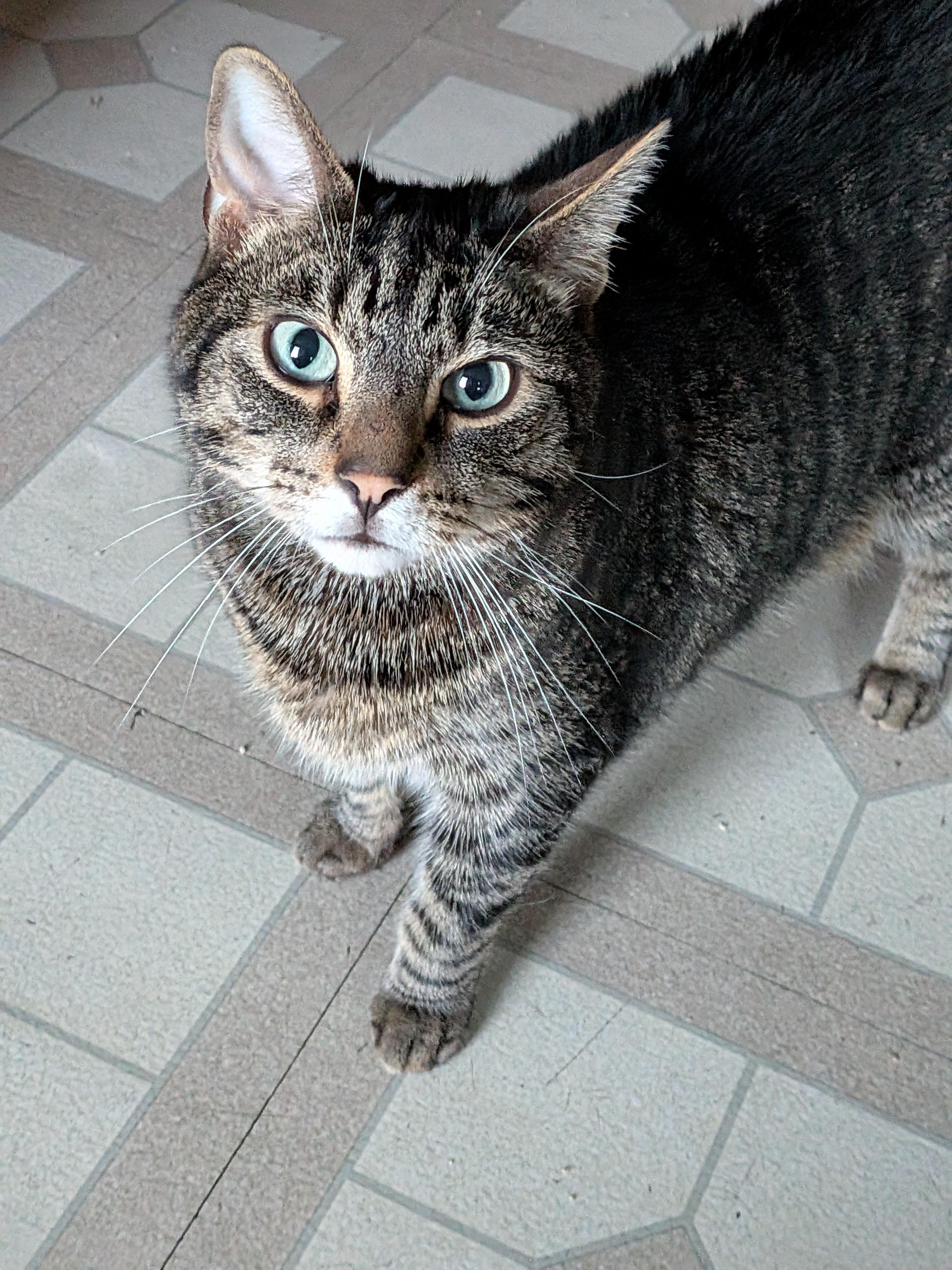 Mr. Lily