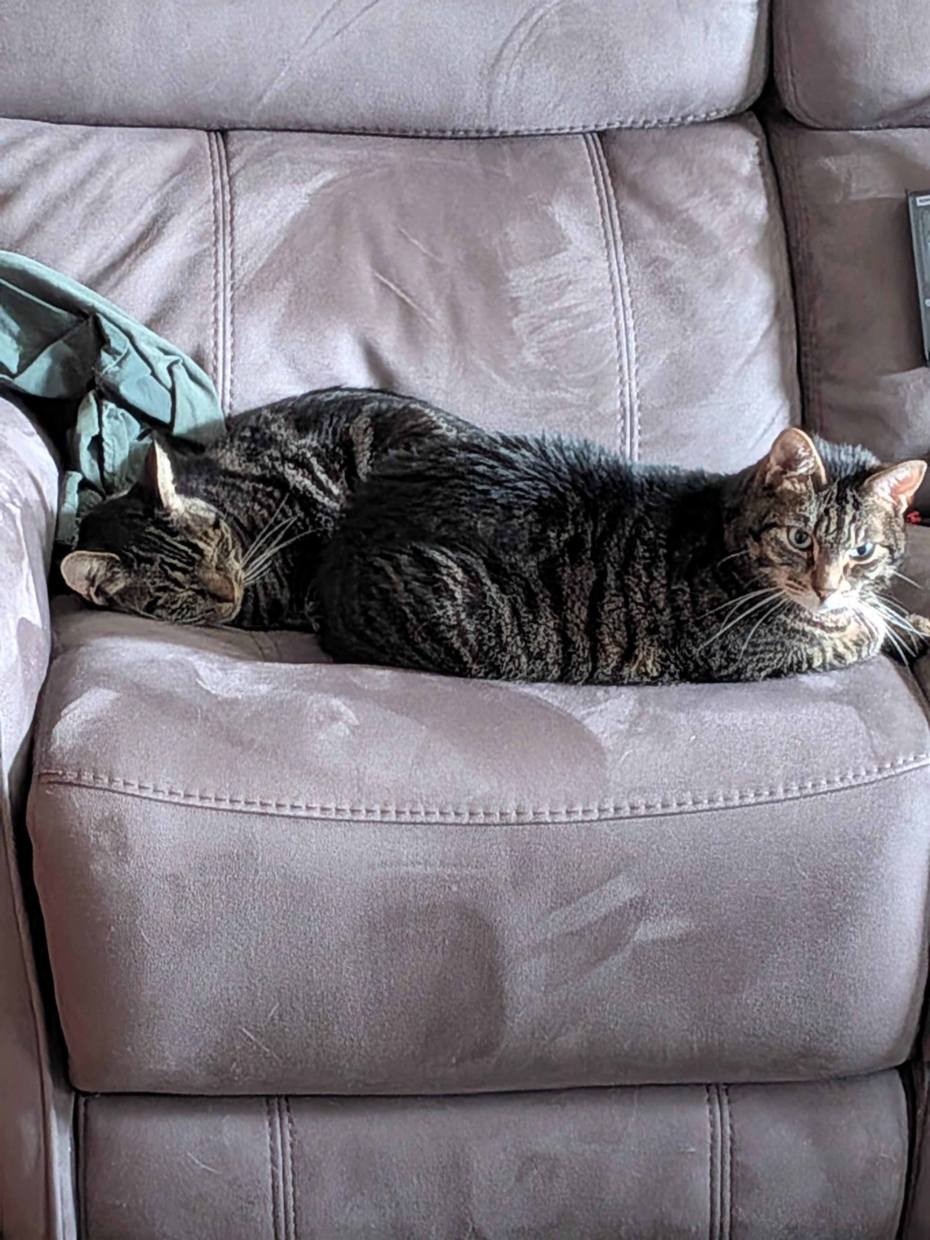 Mr. Lily