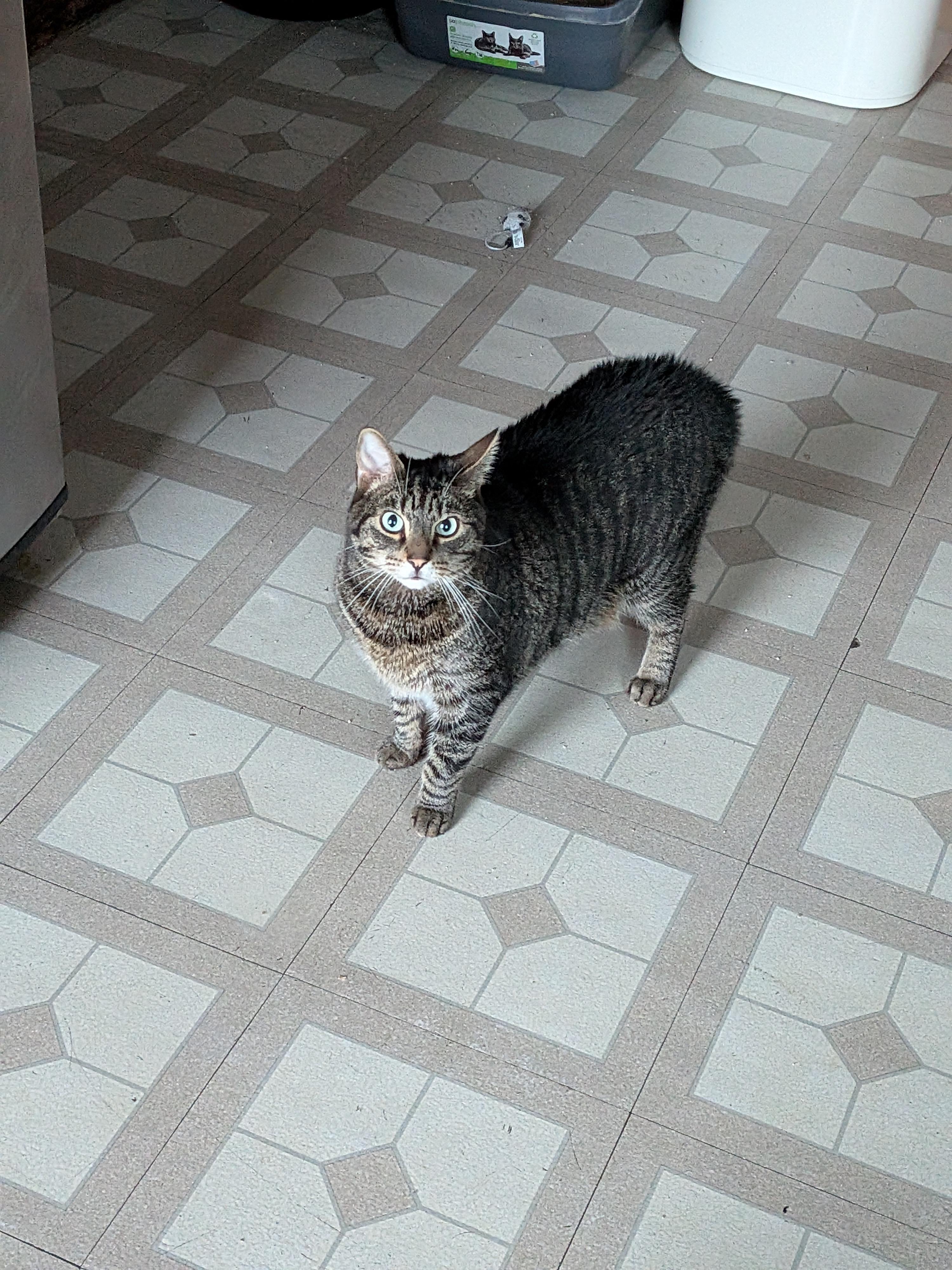 Mr. Lily