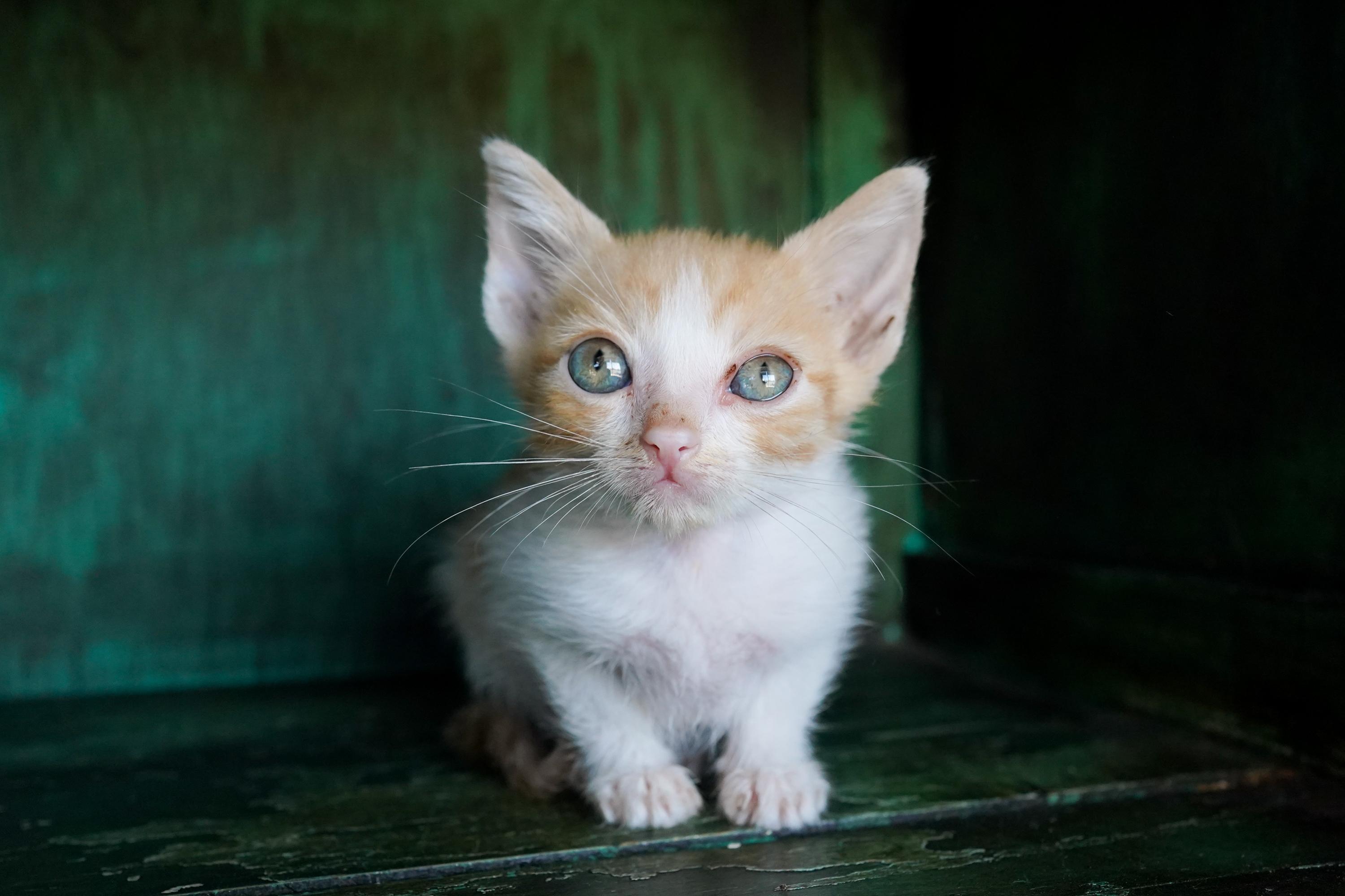 Egg, Adoptable, Kitten Male Domestic Short Hair.