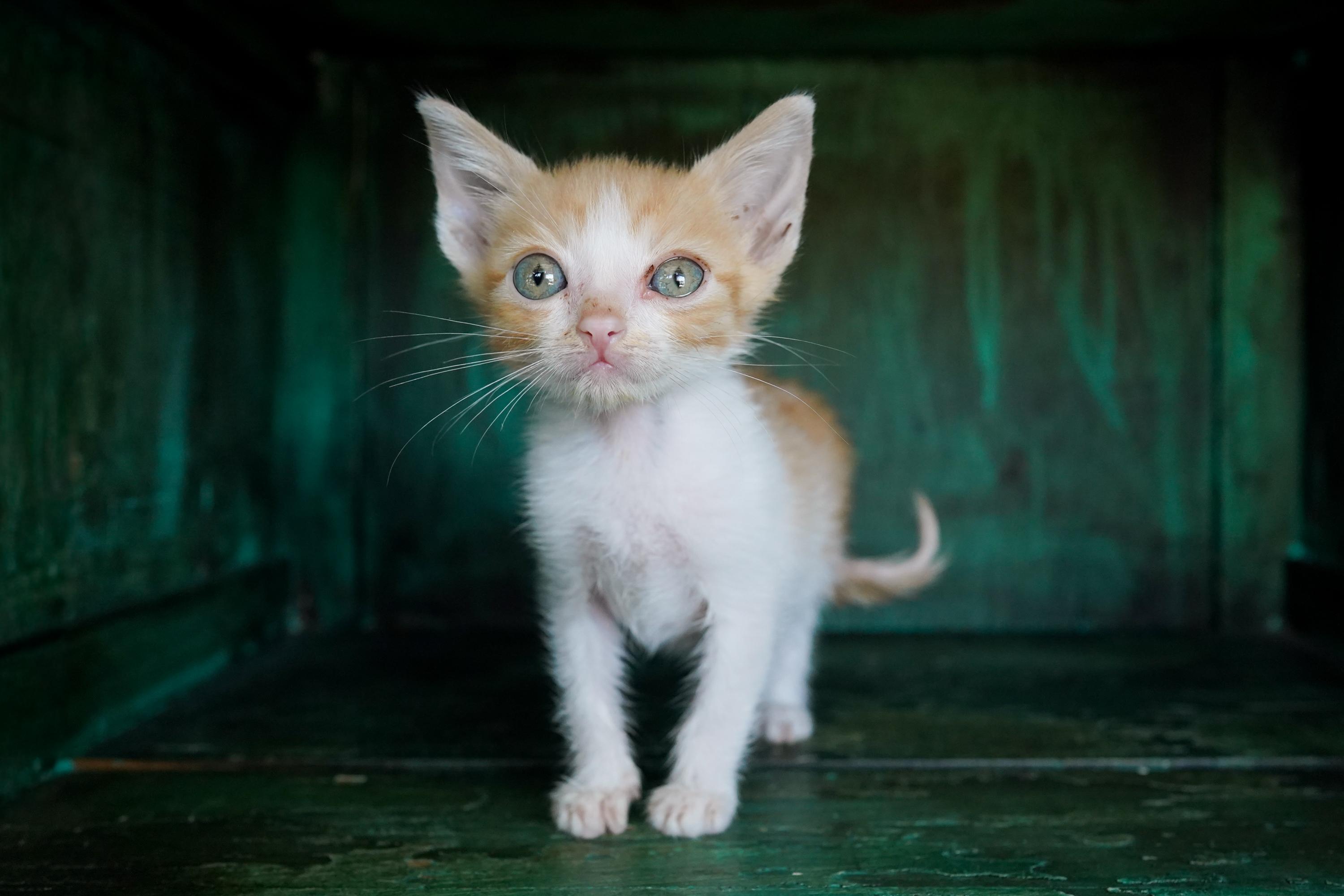 Enlarge Egg, a Adoptable Domestic Short Hair in San Antonio, TX image 2/4