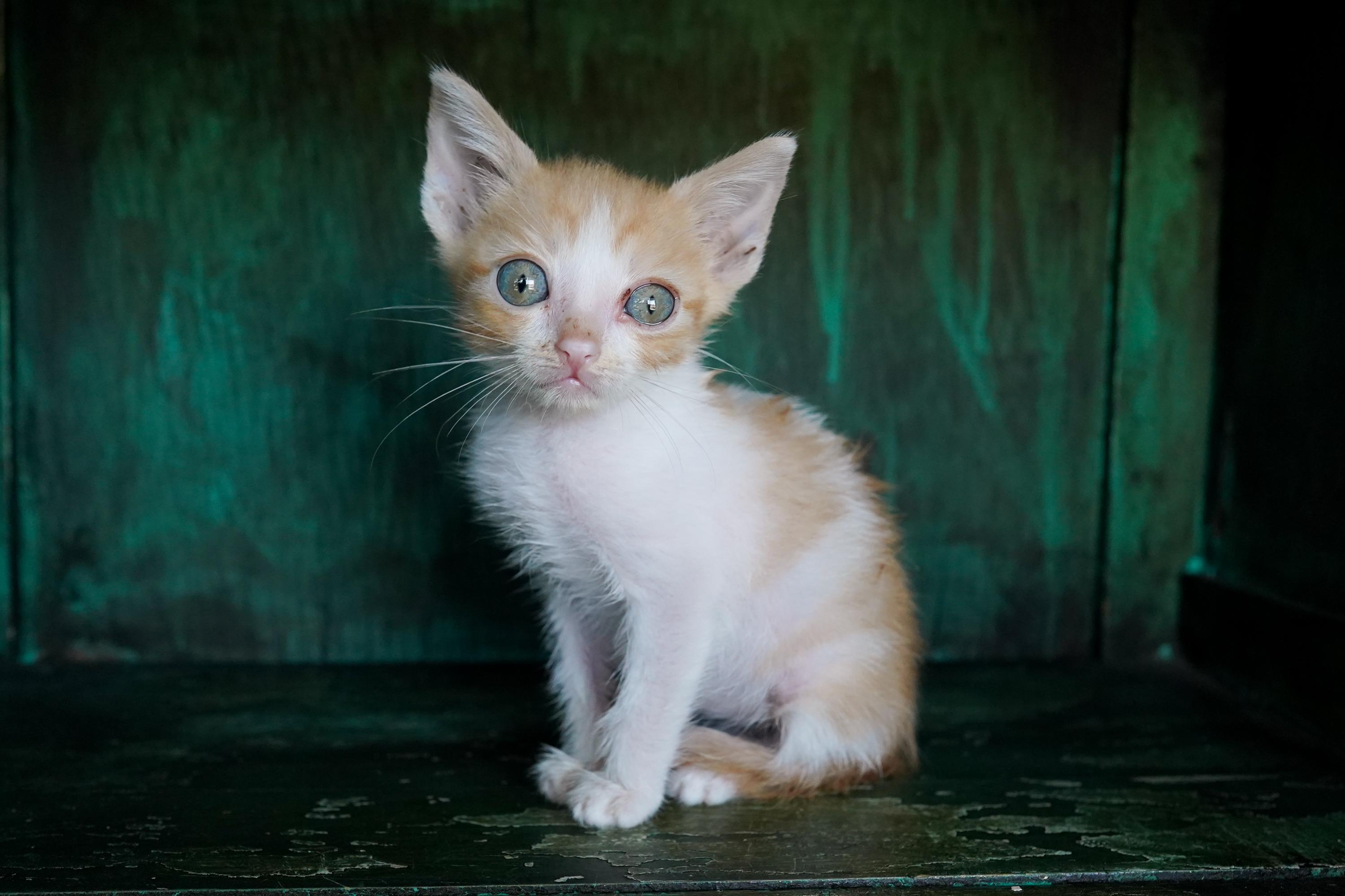 Enlarge Egg, a Adoptable Domestic Short Hair in San Antonio, TX image 3/4