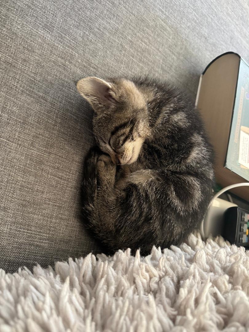 Uno, Adoptable, Kitten Male Tiger.