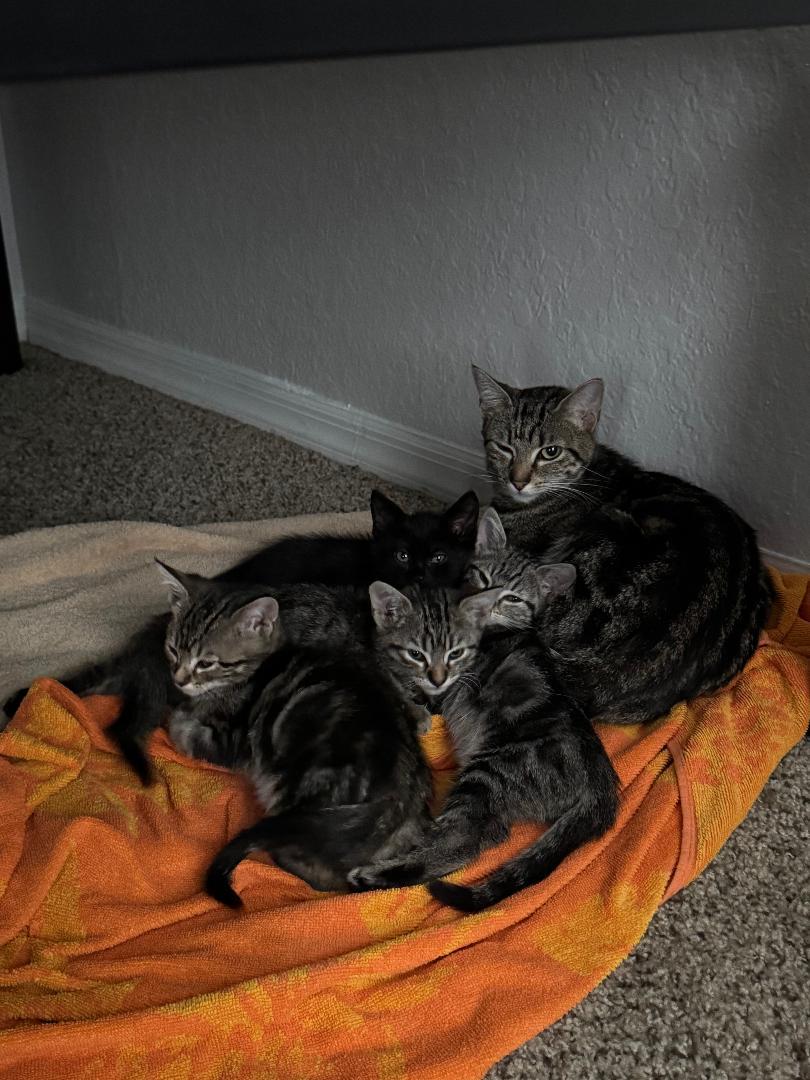 Enlarge Uno, a Adoptable mixed breed in Orlando, FL image 2/2